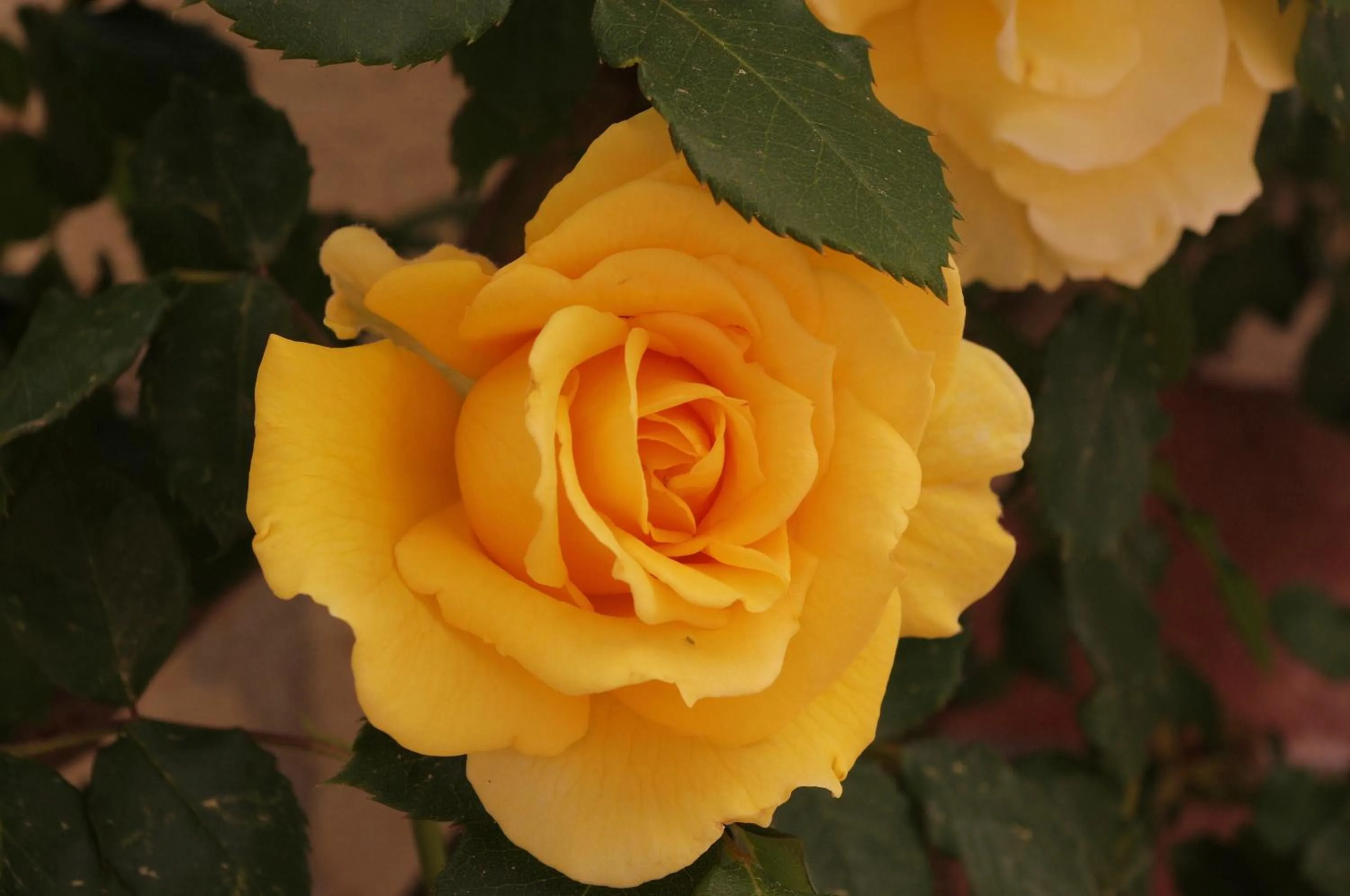 Garden in Baia Degli Aranci Suite & Apartments