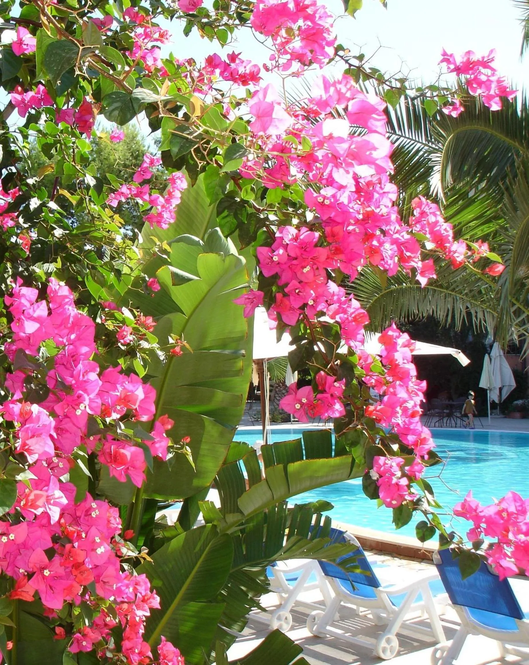 Garden in Baia Degli Aranci Suite & Apartments