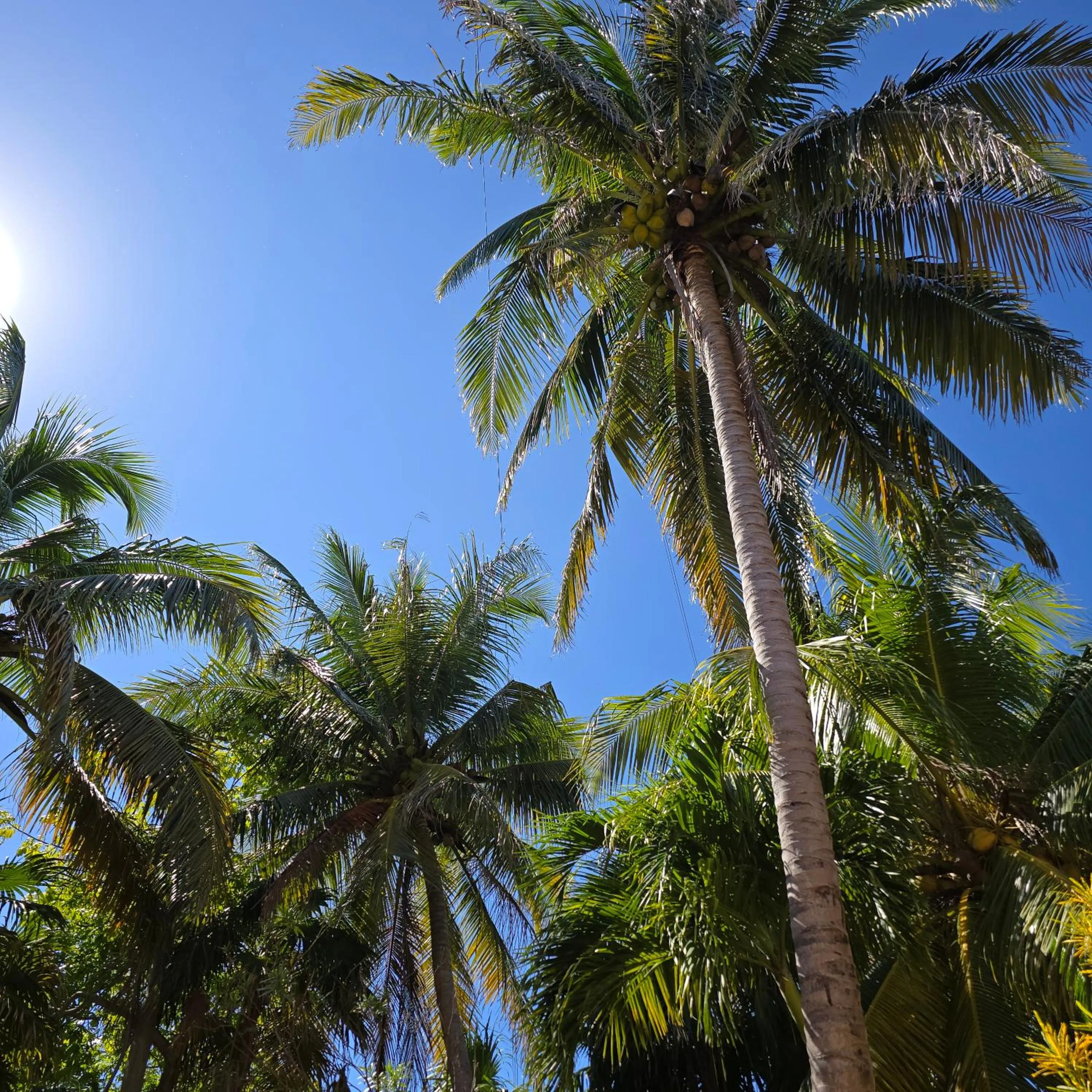 Garden in Mayan Beach Garden