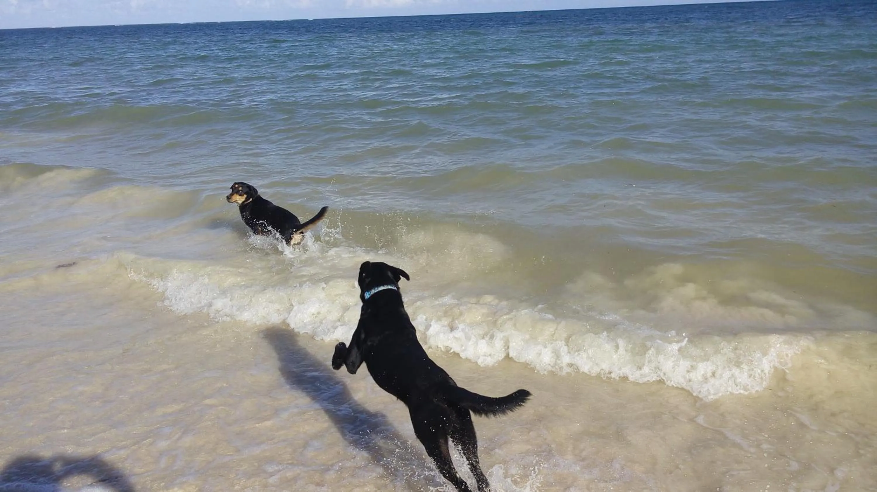 Pets in Mayan Beach Garden