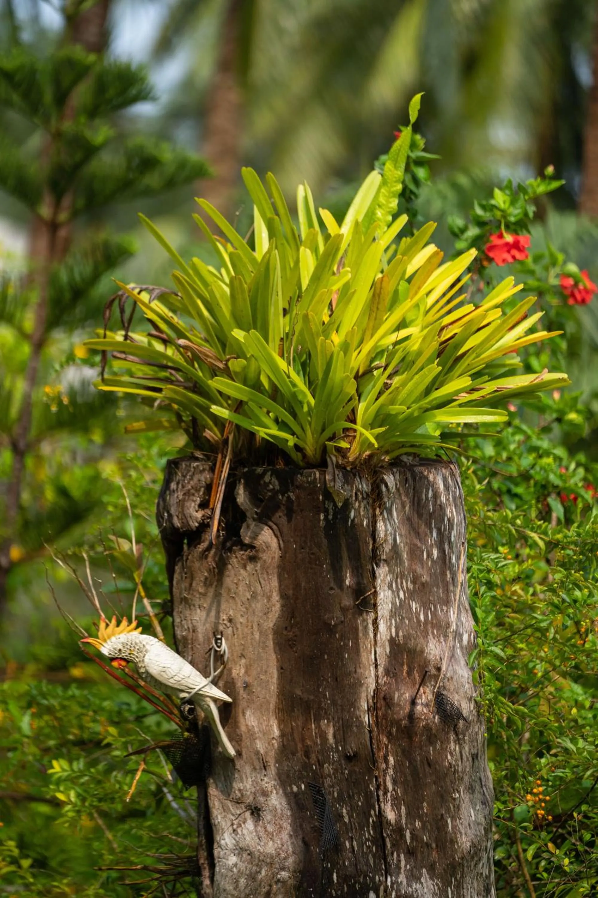 Garden view in Mafiya Resort