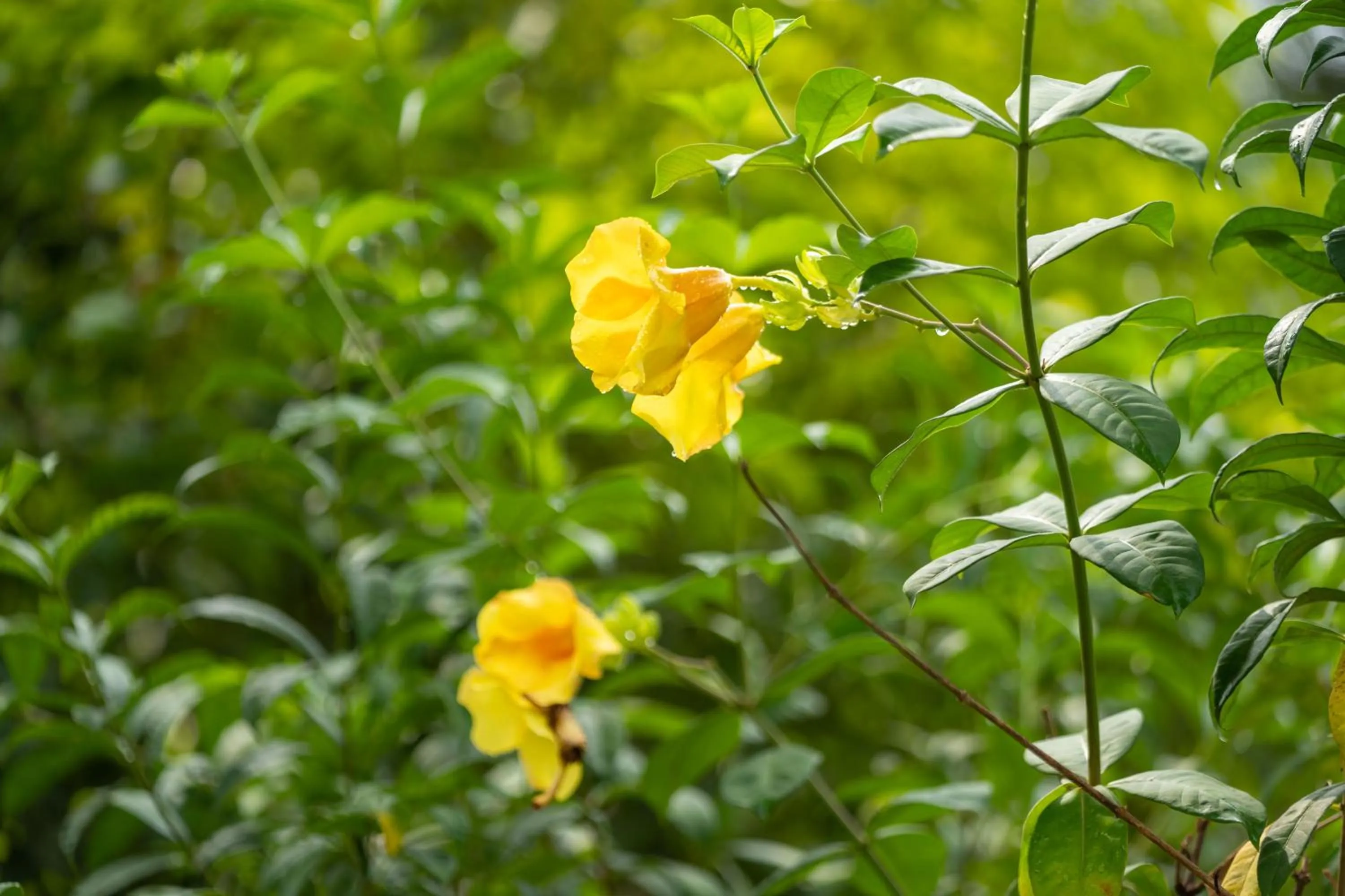 Garden in Mafiya Resort