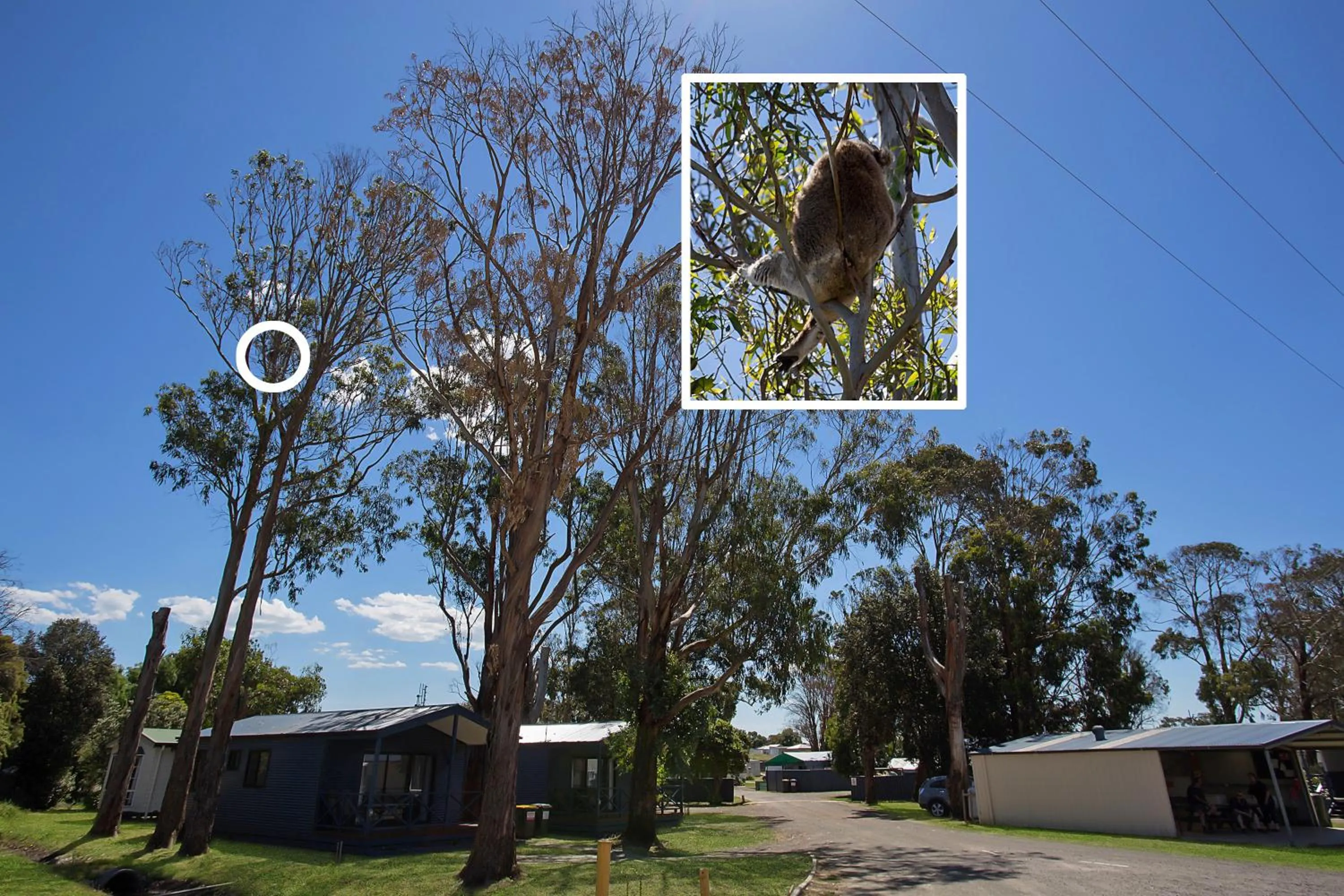 Animals in Portland Tourist Park