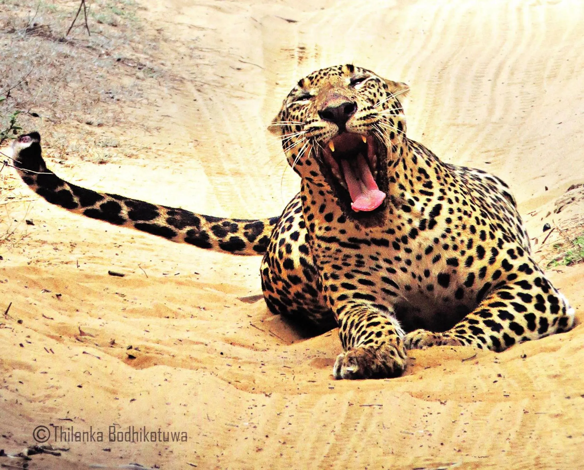 Animals in Mahoora Wilpattu - by Eco Team