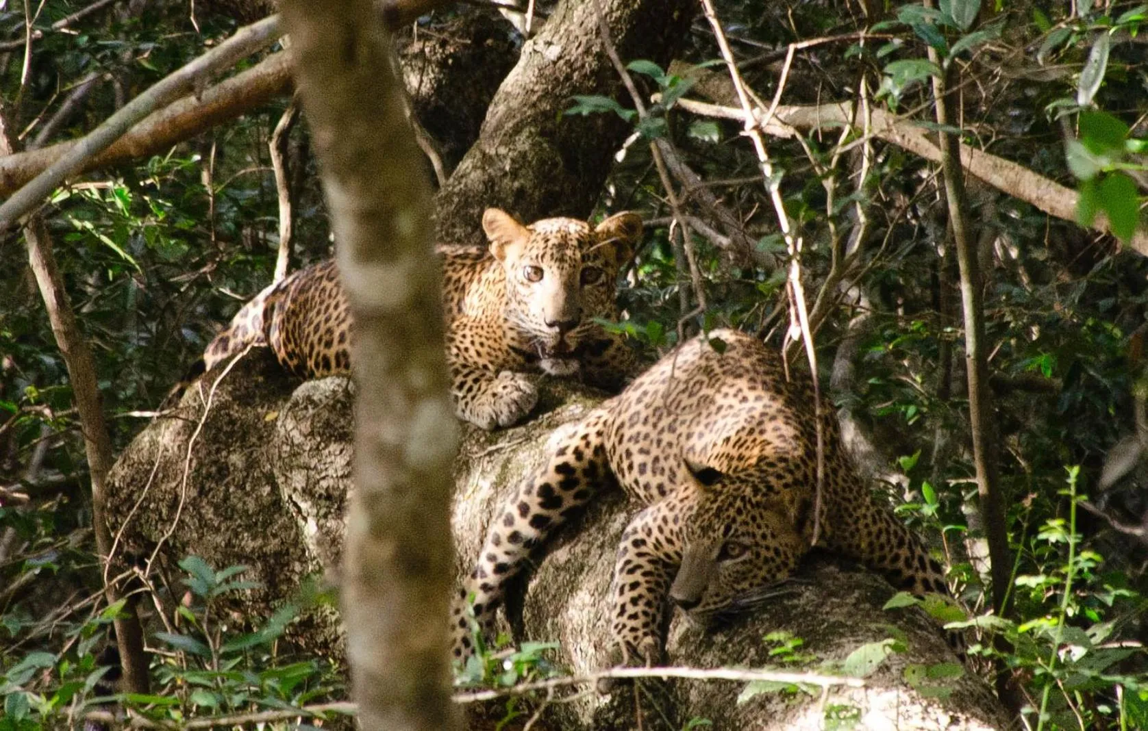 Animals in Mahoora Wilpattu - by Eco Team