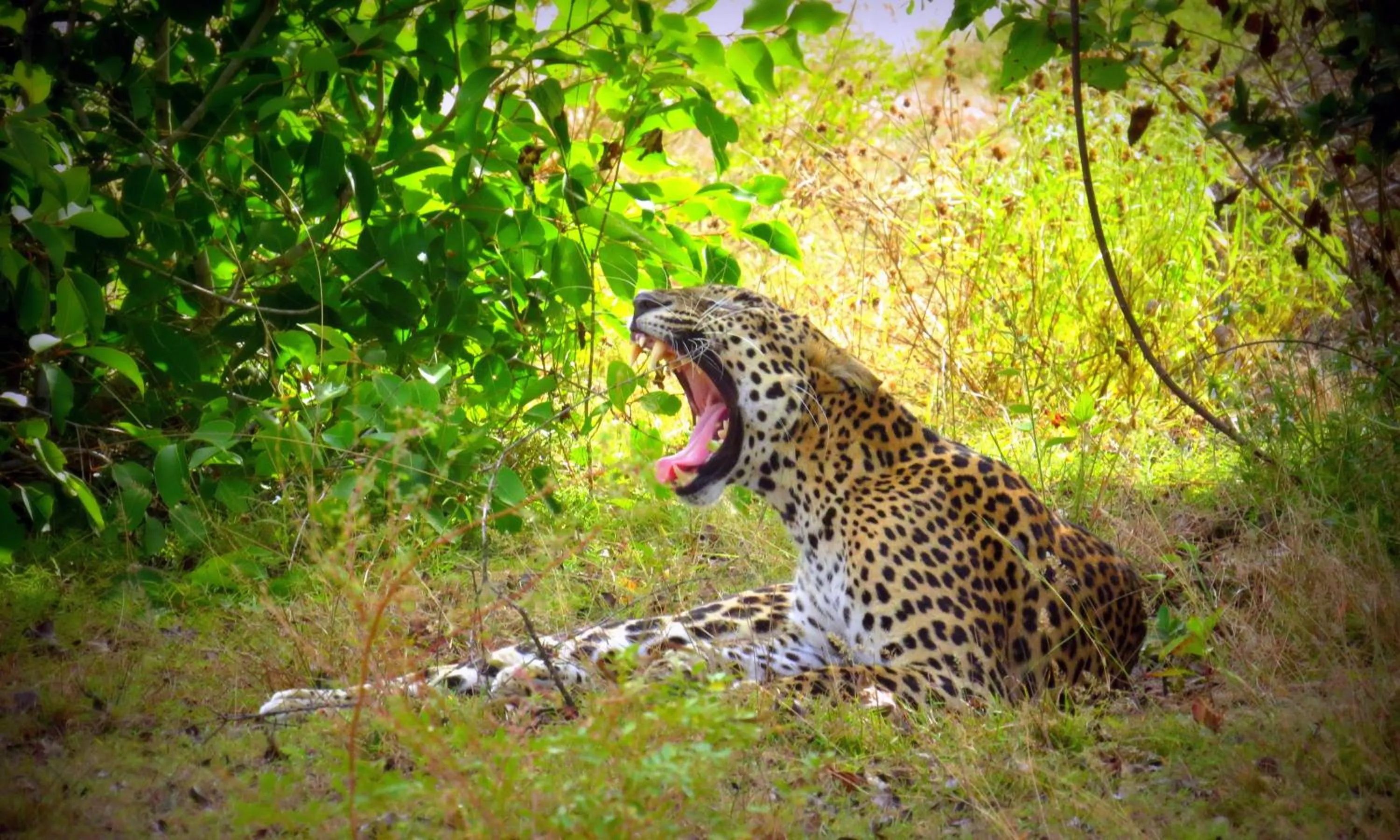 Animals in Mahoora Wilpattu - by Eco Team