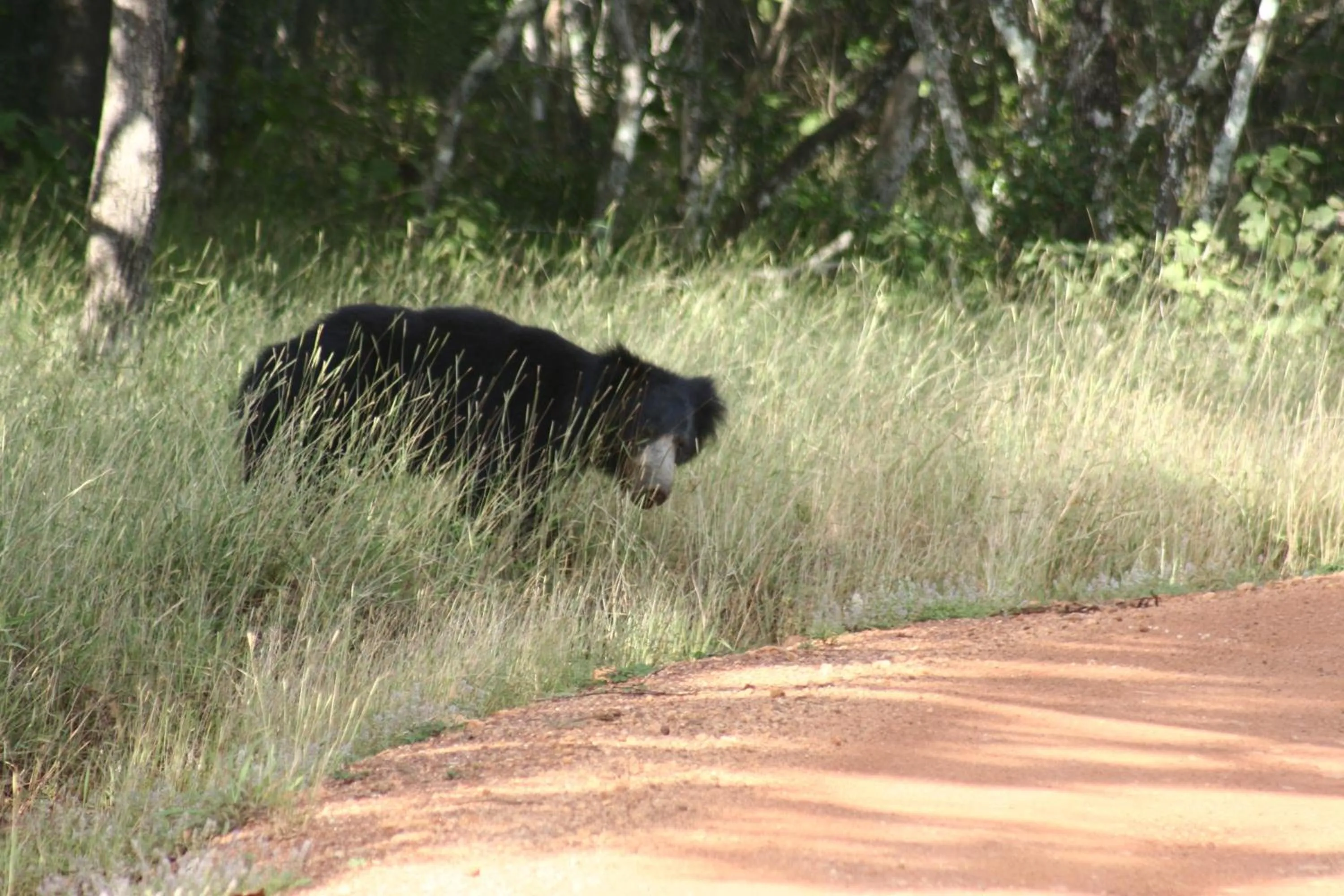 Animals in Mahoora Wilpattu - by Eco Team