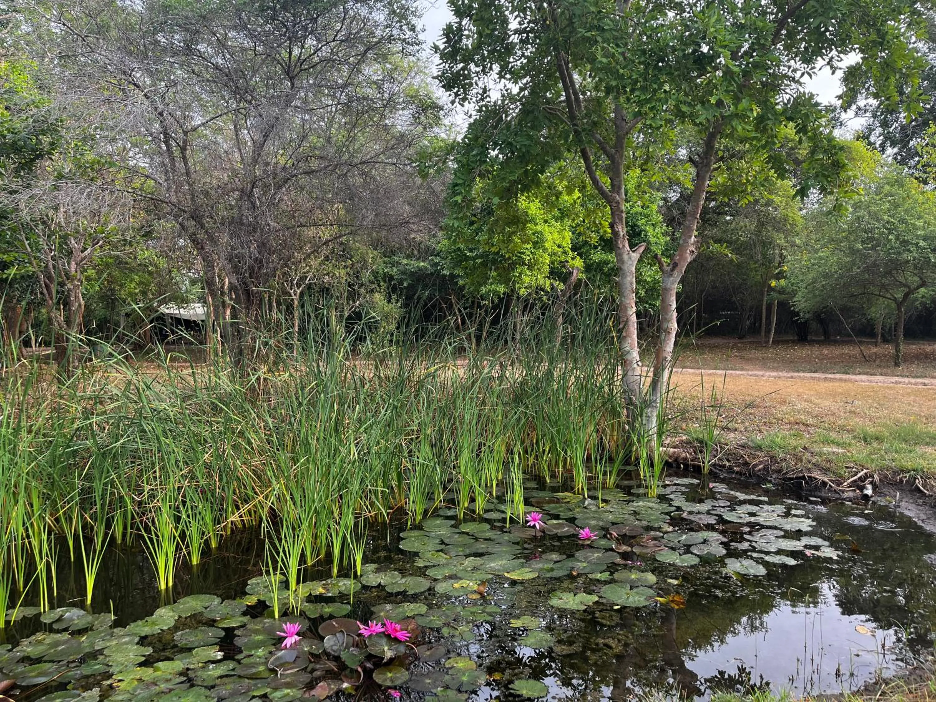 Natural landscape in Mahoora Wilpattu - by Eco Team