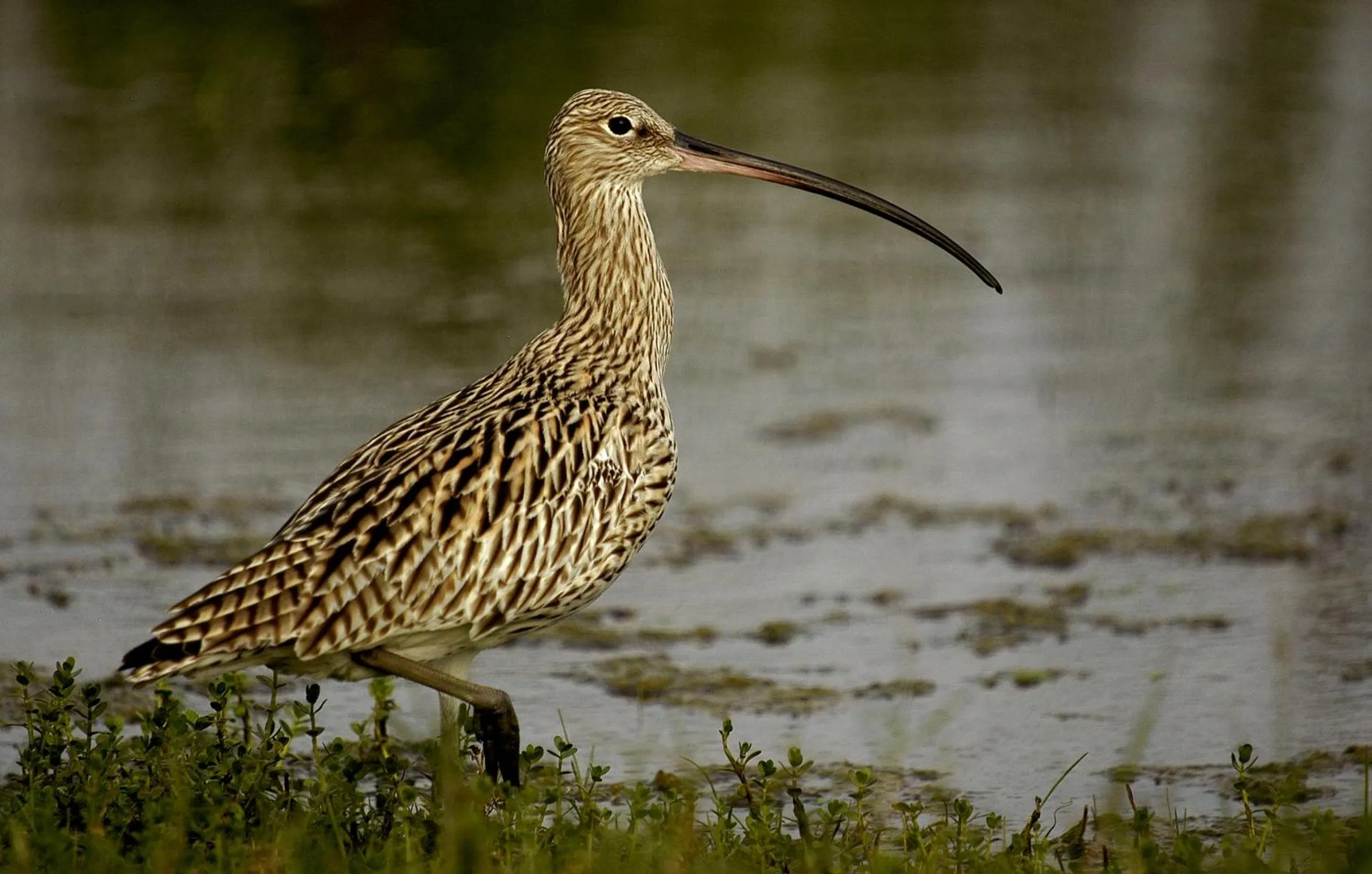 Animals in Mahoora Wilpattu - by Eco Team