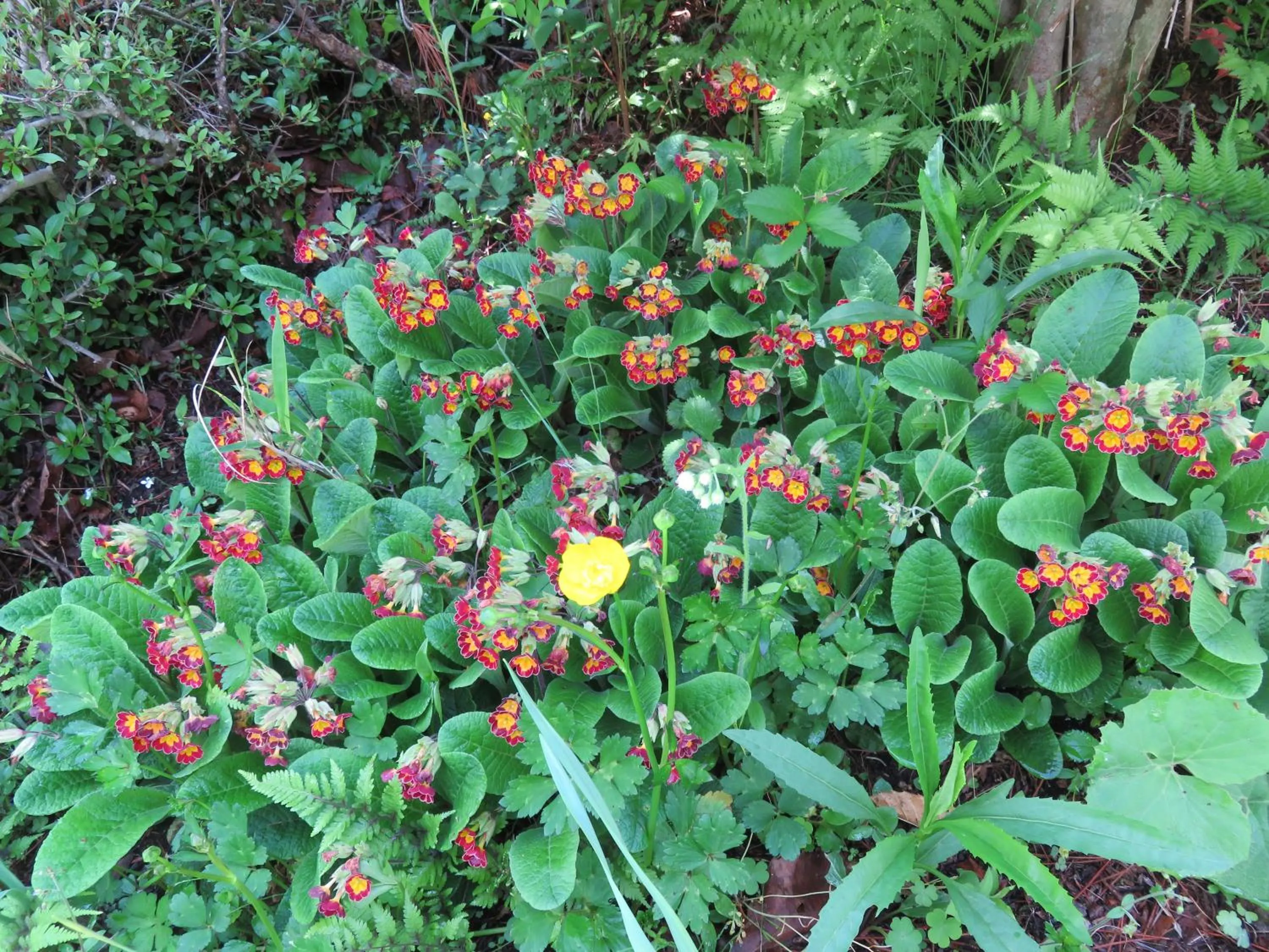 Other in Nikko Pension L'escale