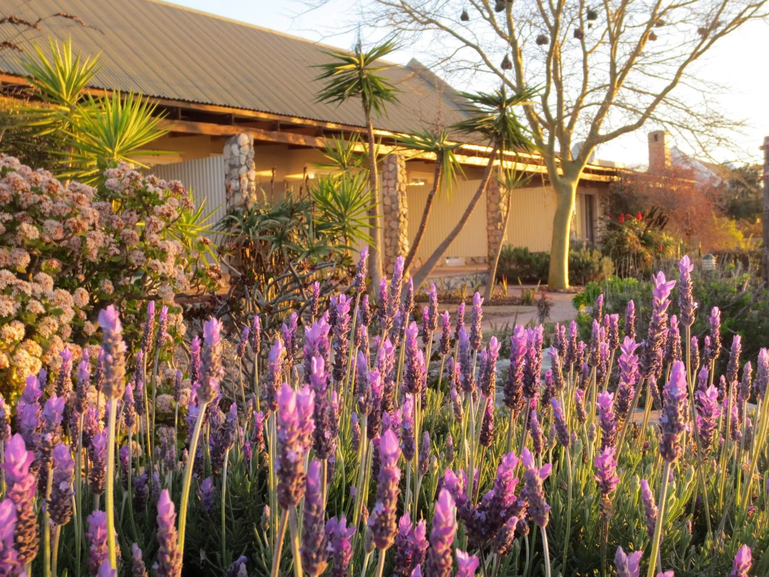 Garden in Masada Guest House