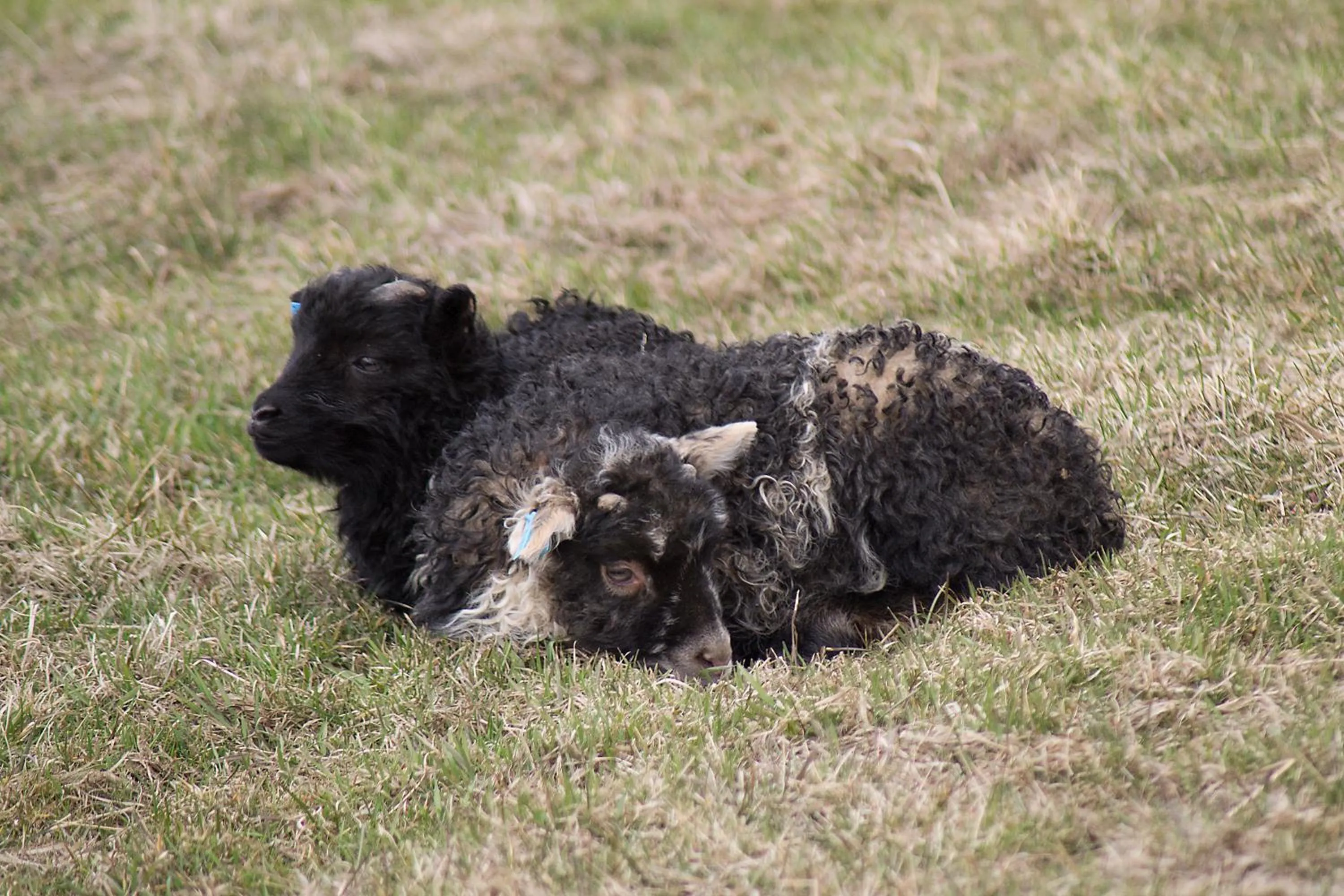 Natural landscape in Lambastadir Guesthouse
