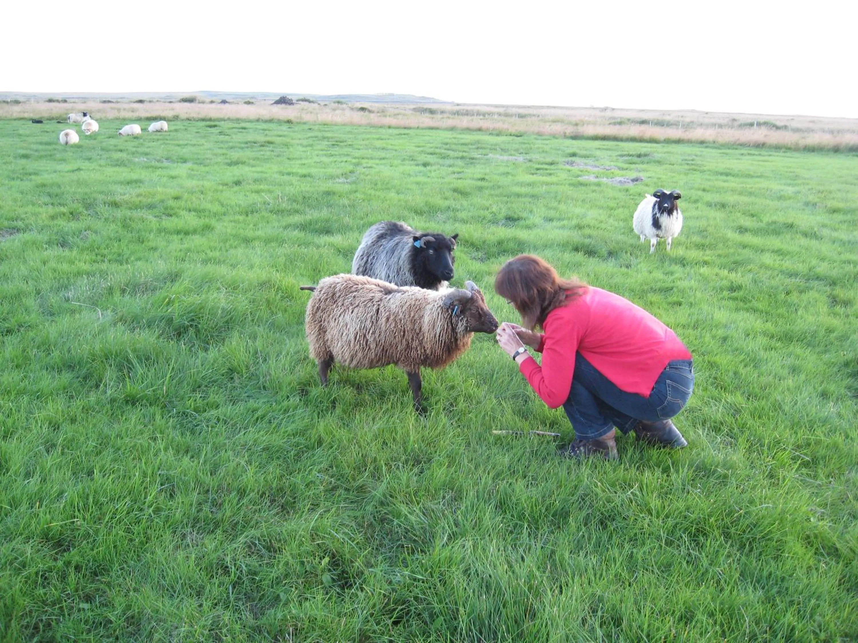 Nearby landmark in Lambastadir Guesthouse