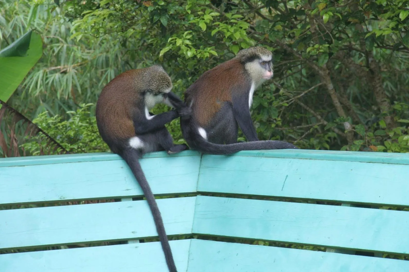 Animals in Cabier Ocean Lodge