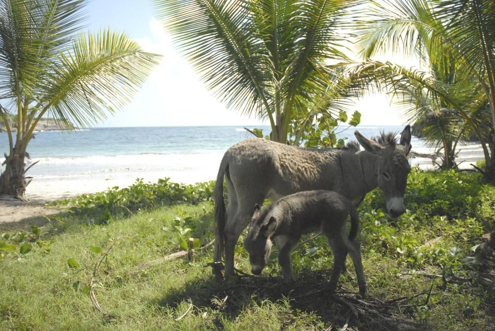 Animals in Cabier Ocean Lodge