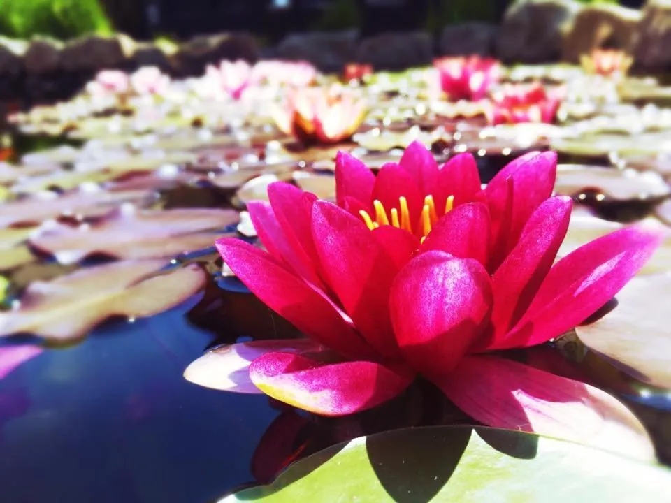 Garden in Hotel Za Vodou