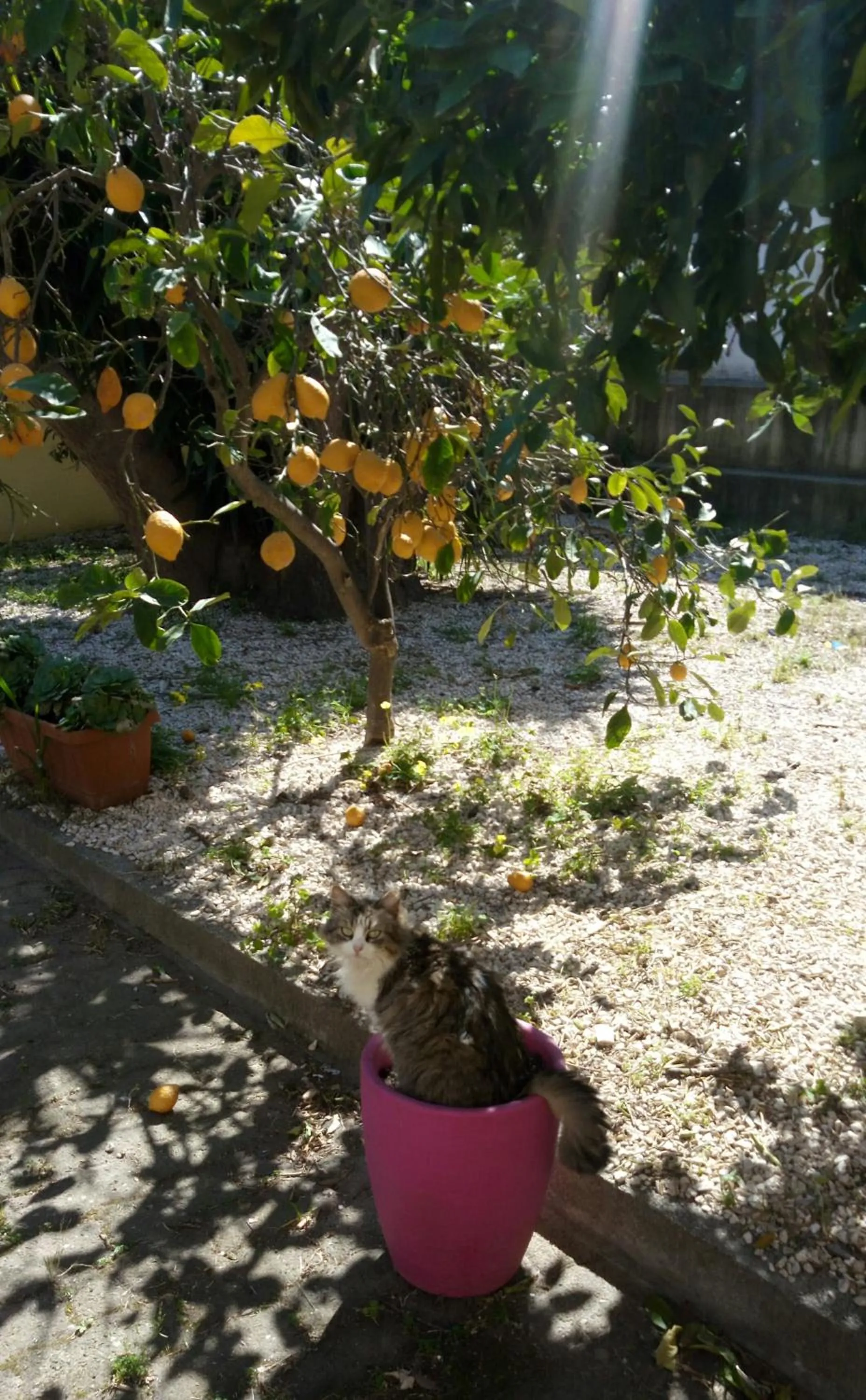 Animals in La grazia in qualche modo