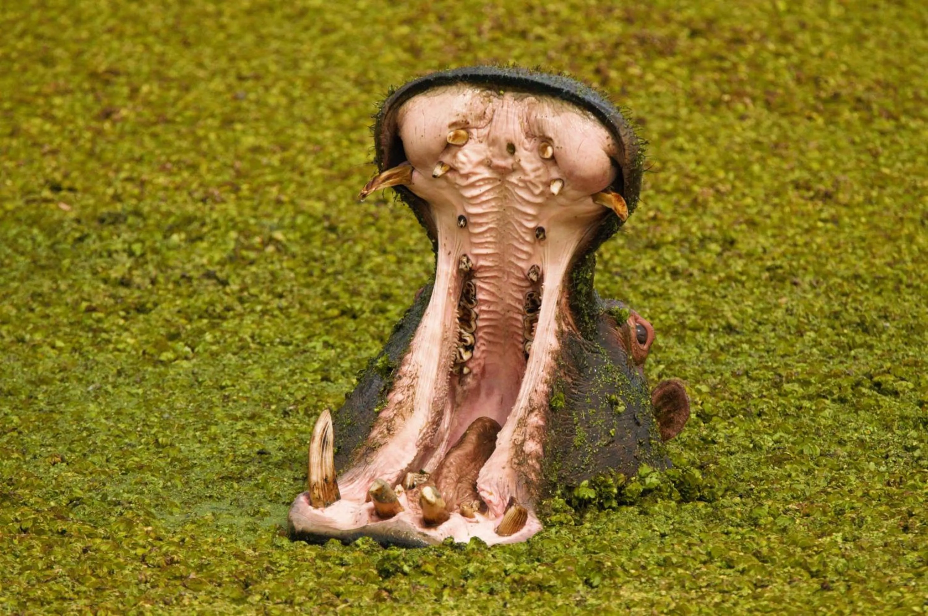 Animals in Botlierskop Tented Lodge