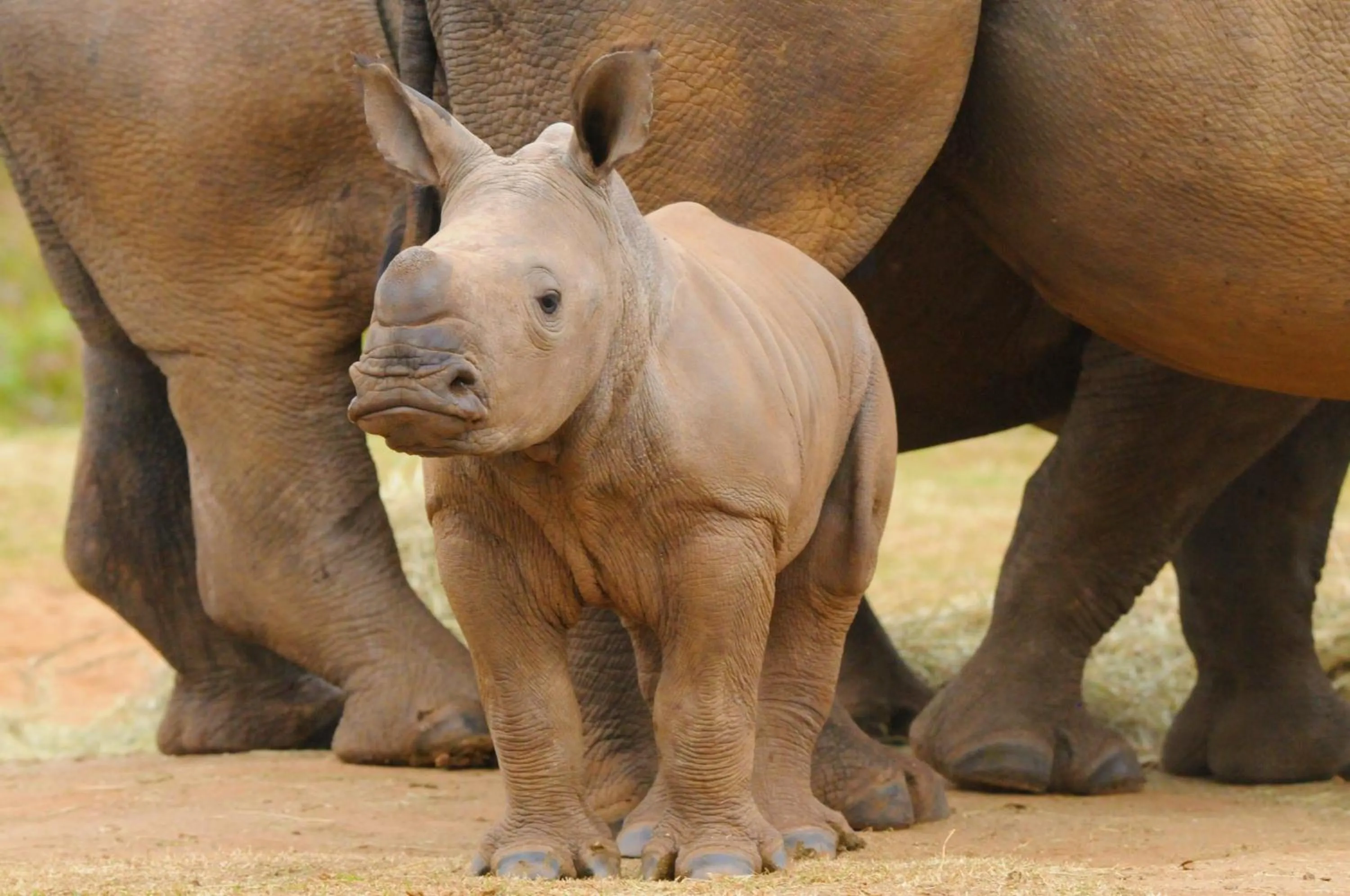 Animals in Botlierskop Tented Lodge