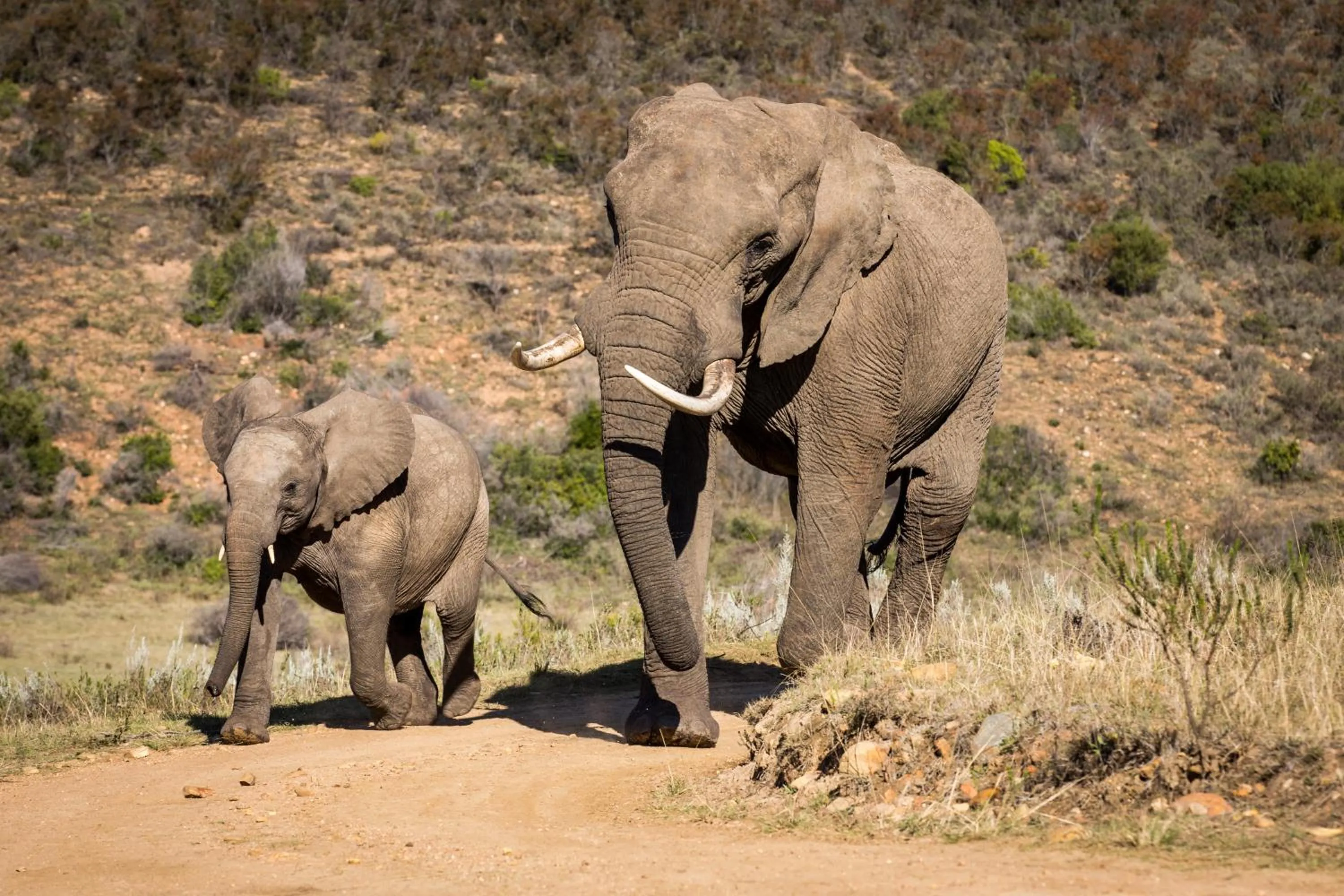 Animals in Botlierskop Tented Lodge