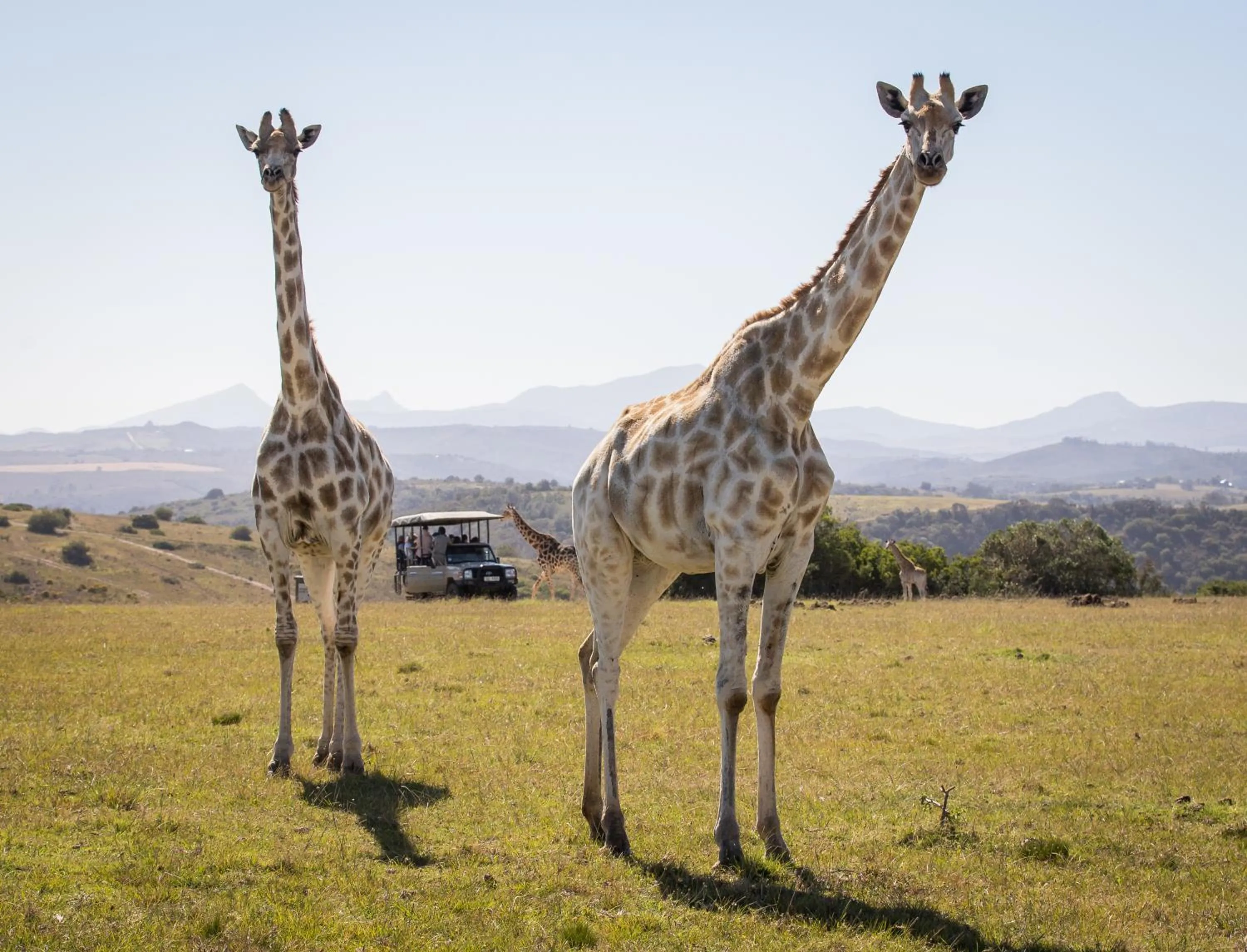 Animals in Botlierskop Tented Lodge