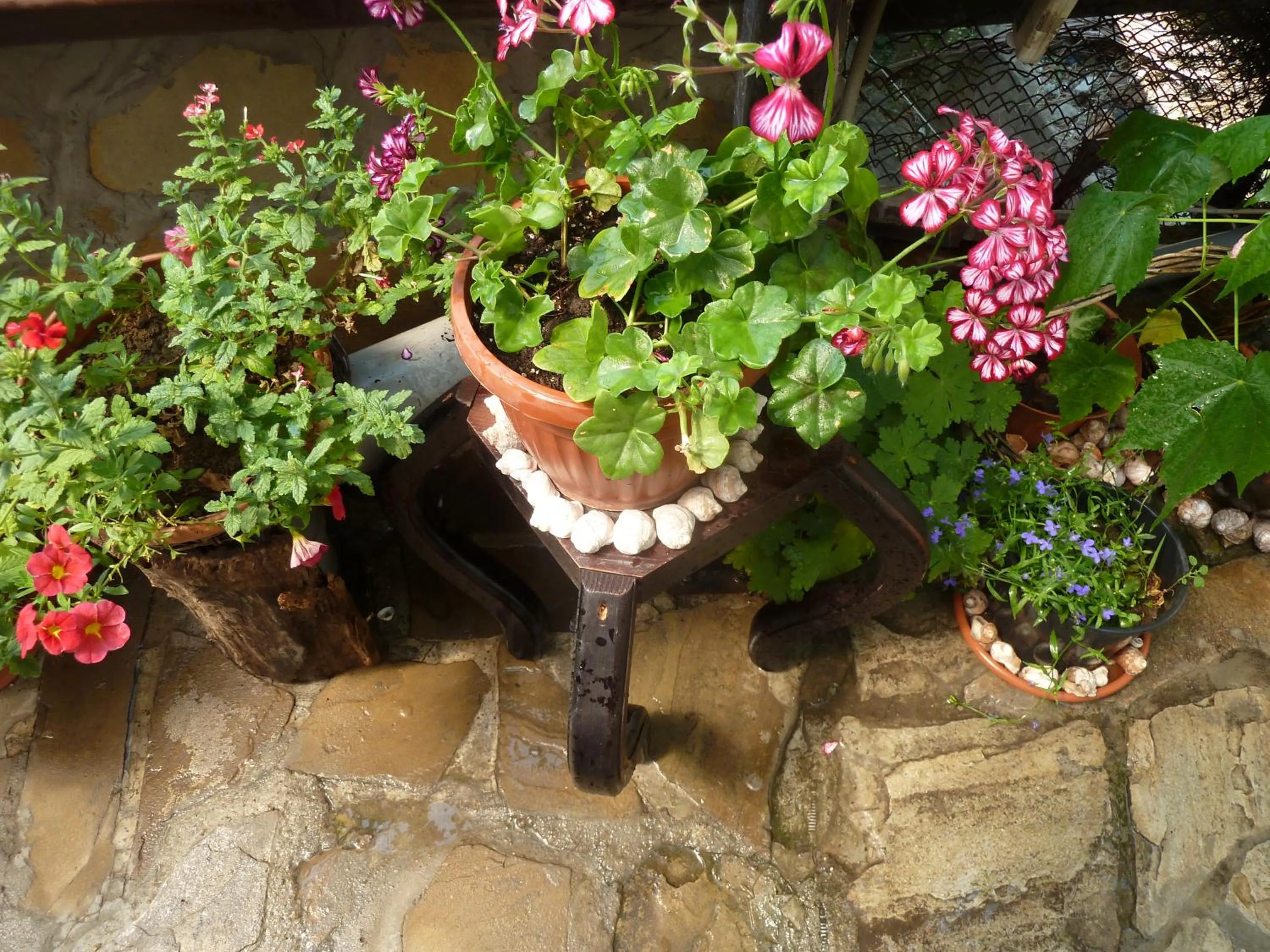 Garden in Hotel Anhea
