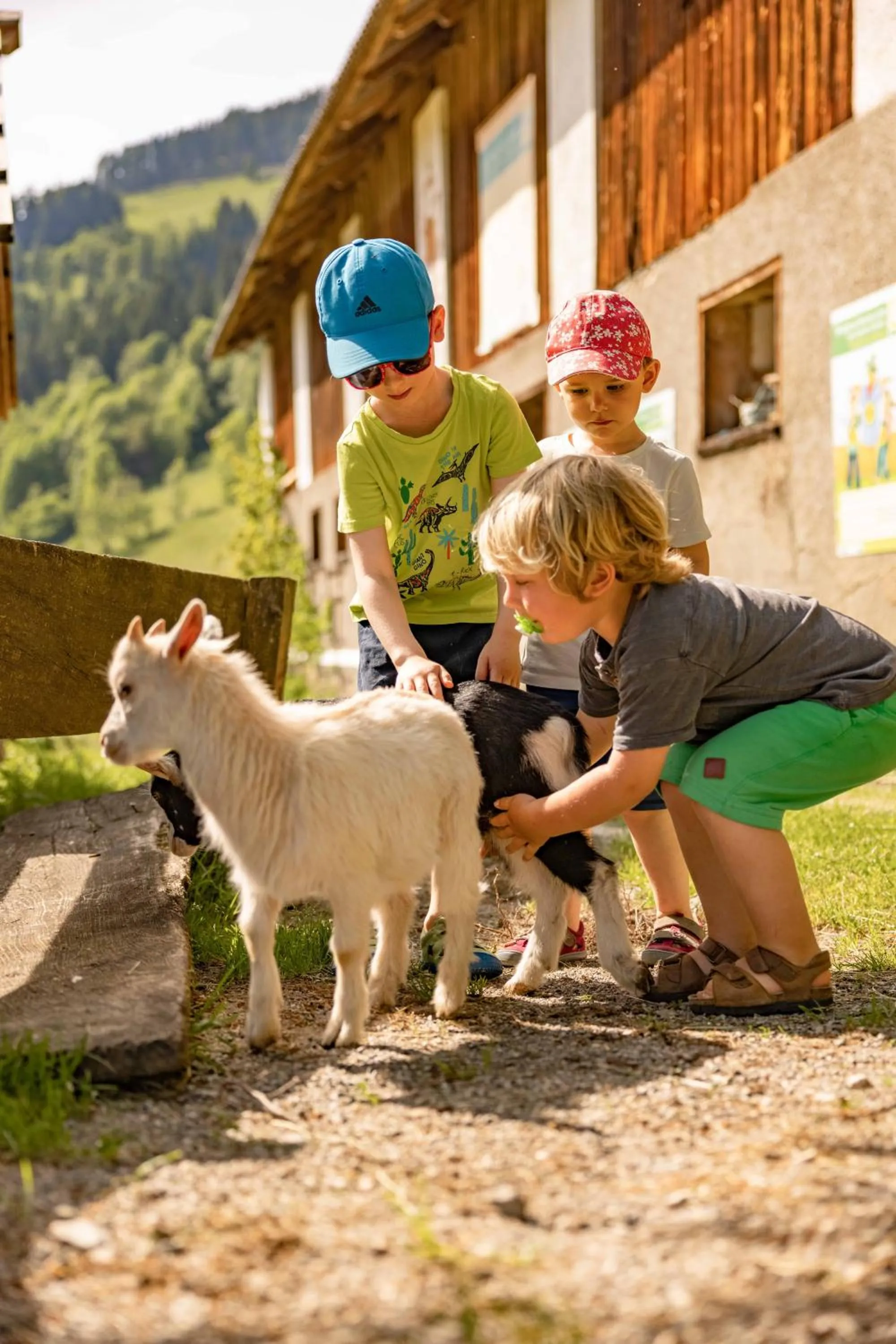 Animals in Biohof Seidl