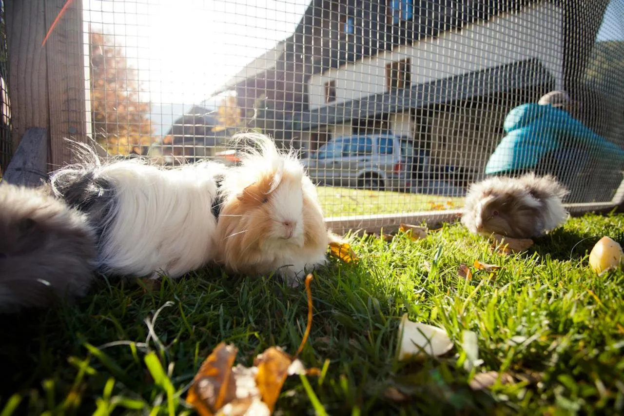 Animals in Biohof Seidl