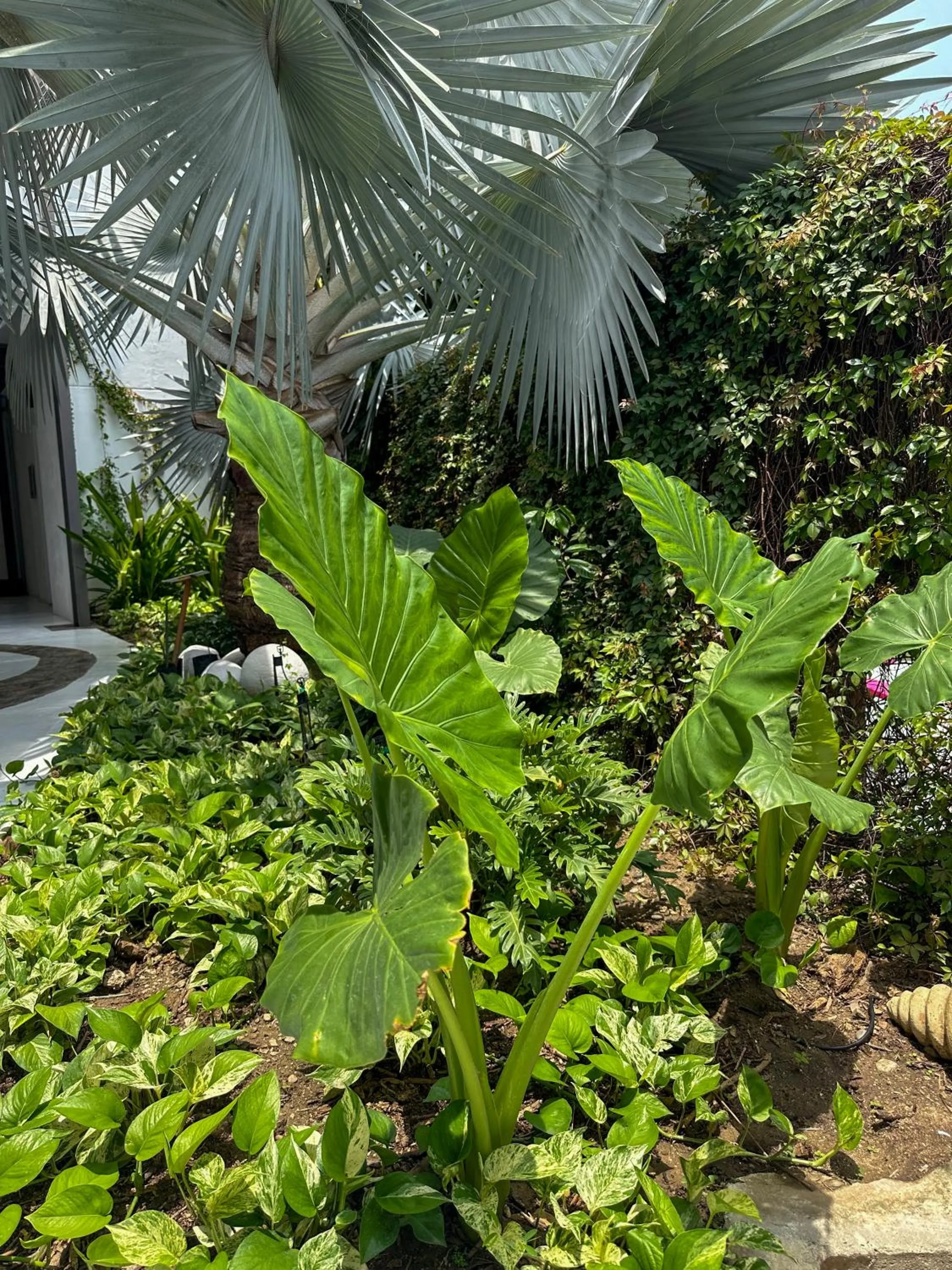Garden in Best Western Posada Chahue