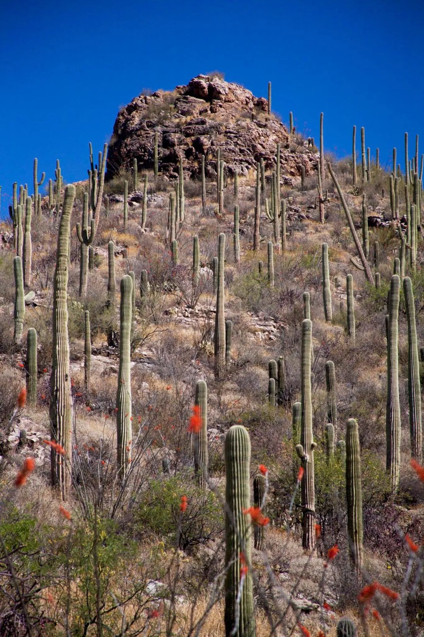 Nearby landmark in Loews Ventana Canyon Resort