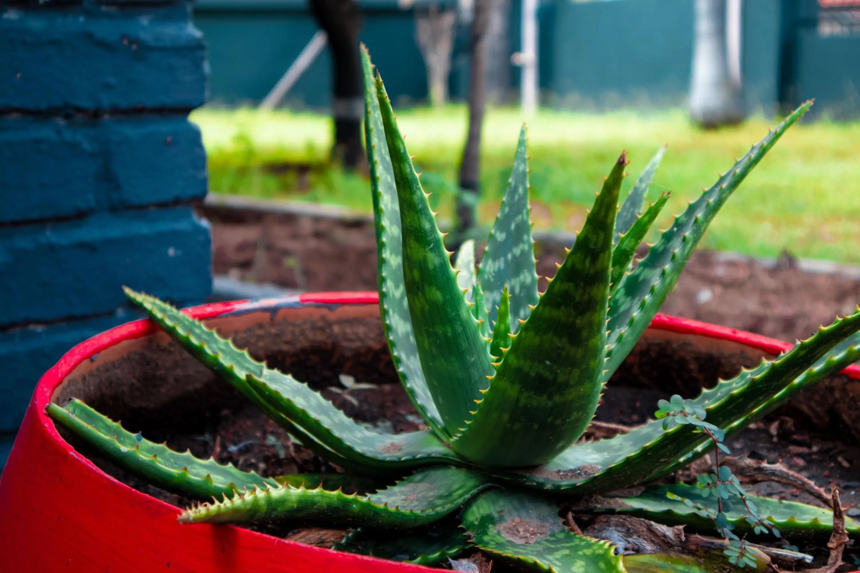 Garden in Bothabelo Bed and Breakfast