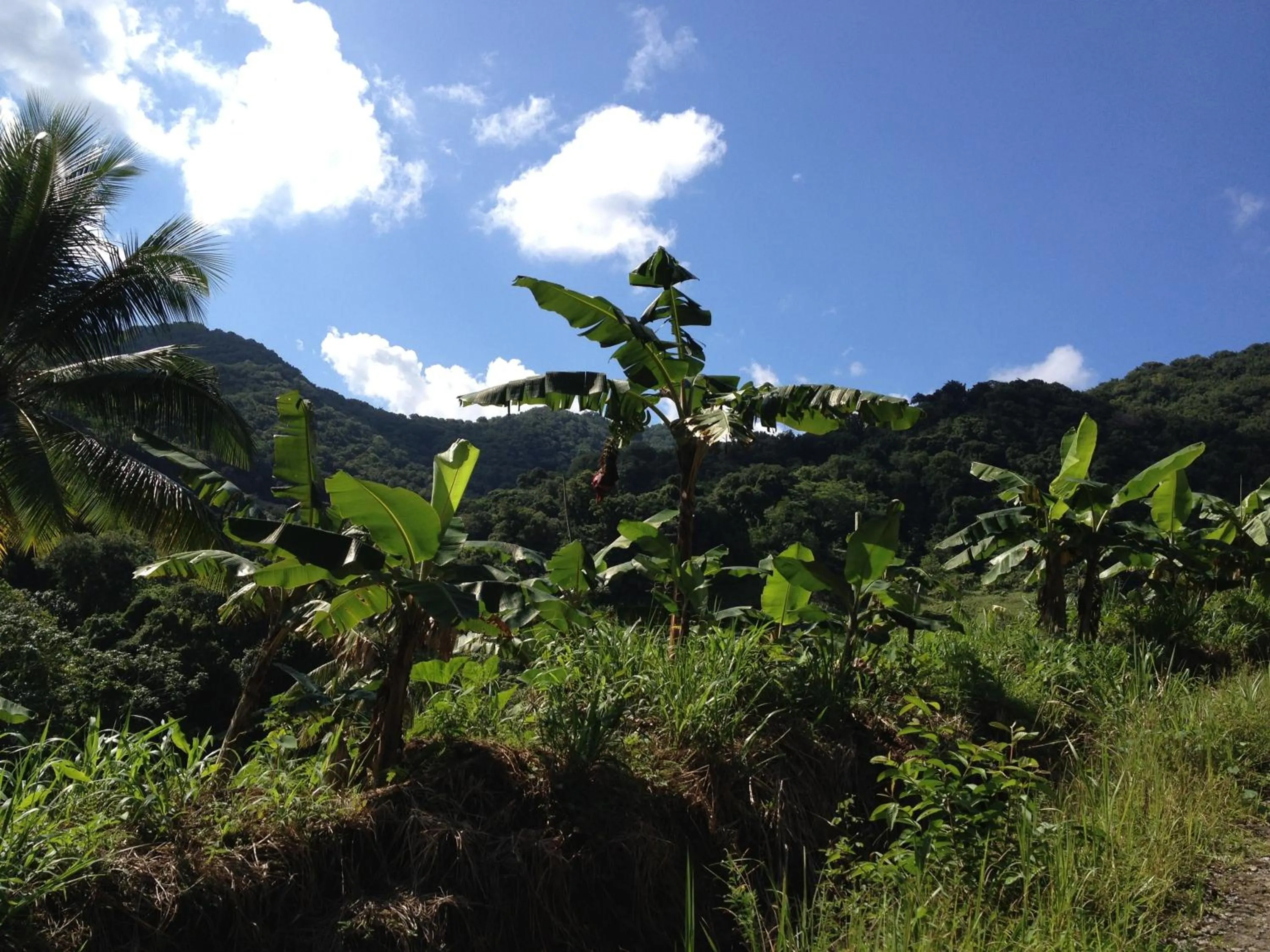 Day in Roots Jungle Retreat