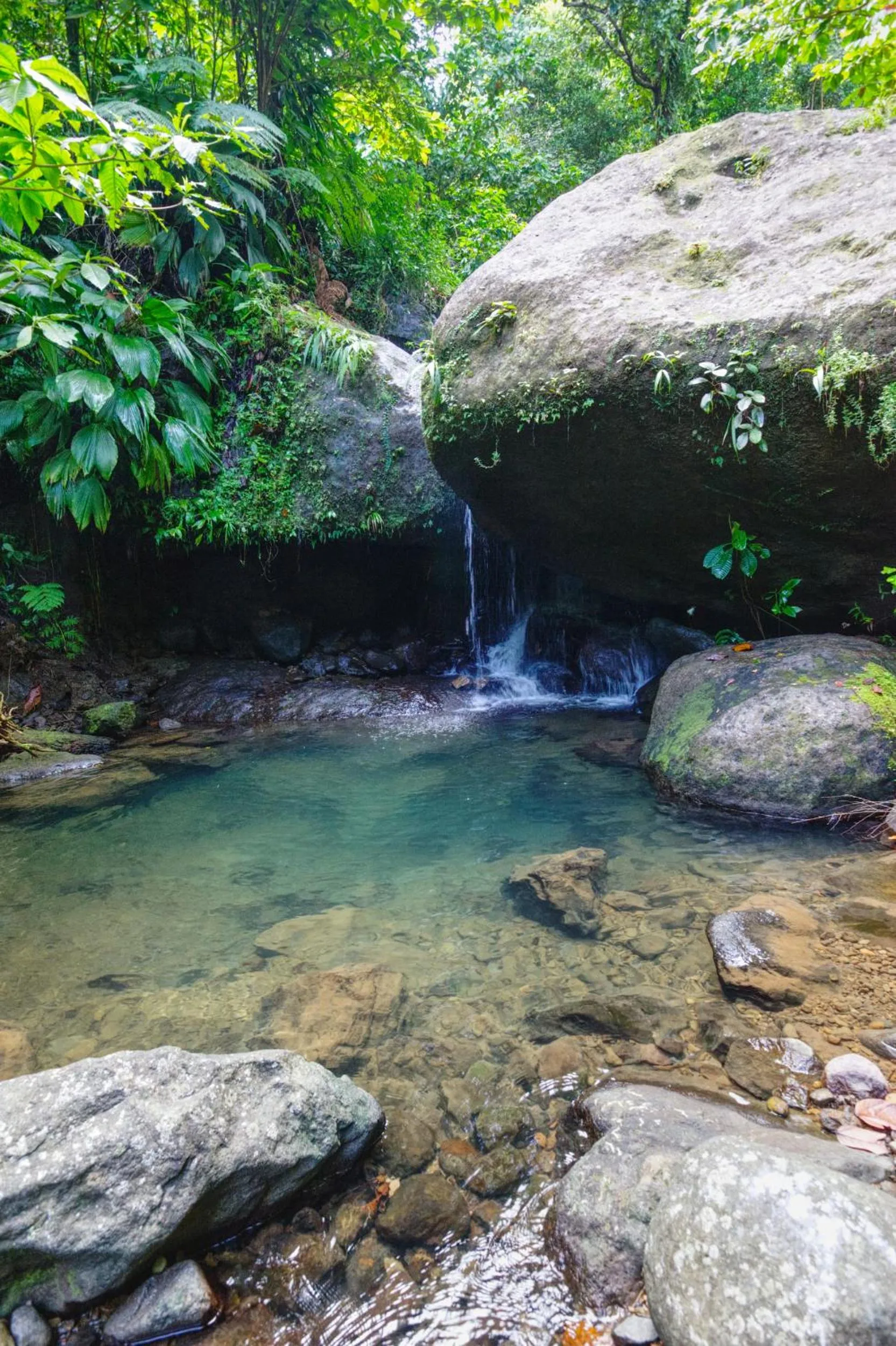 Natural landscape in Roots Jungle Retreat