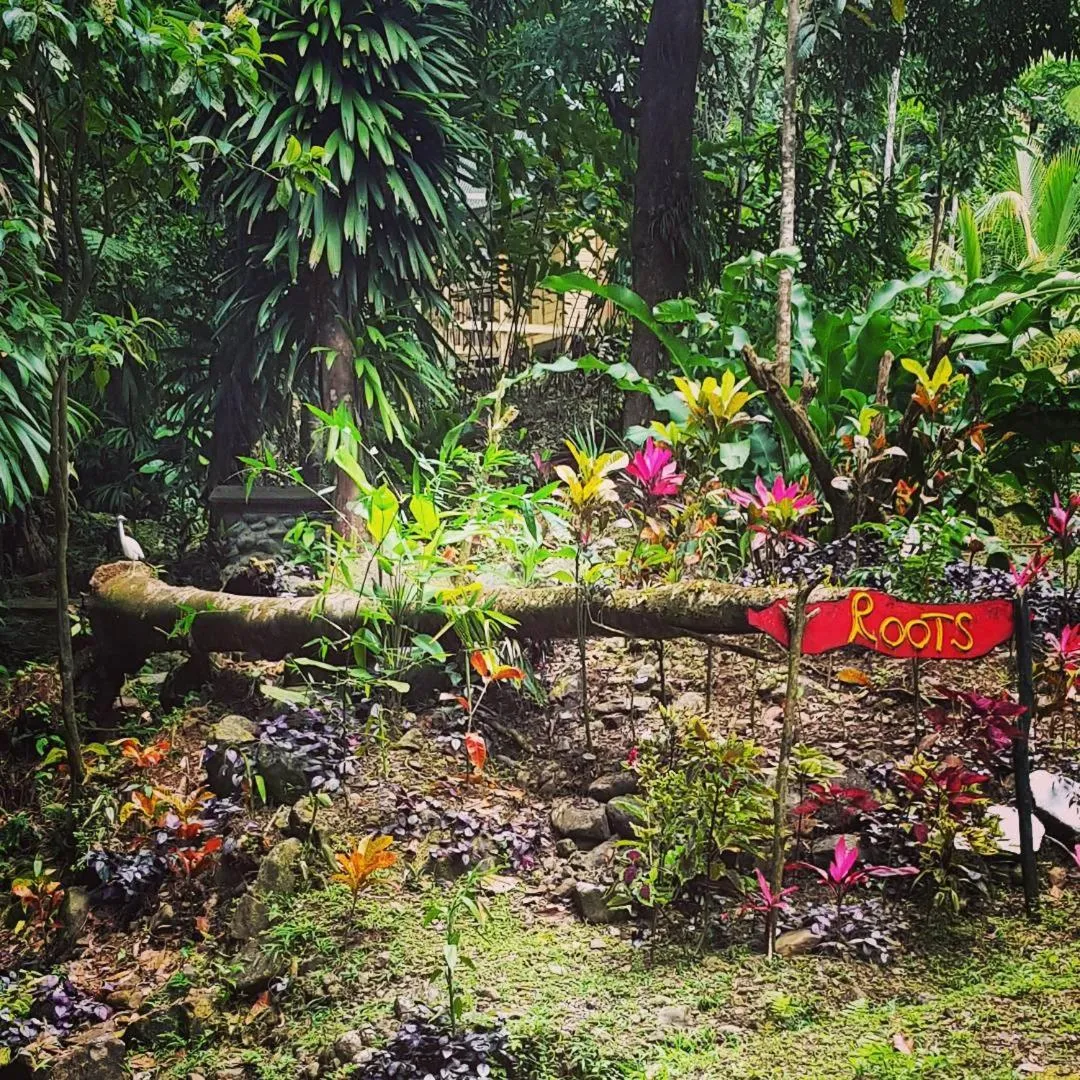 Natural landscape in Roots Jungle Retreat