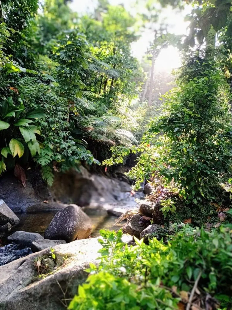 Natural landscape in Roots Jungle Retreat