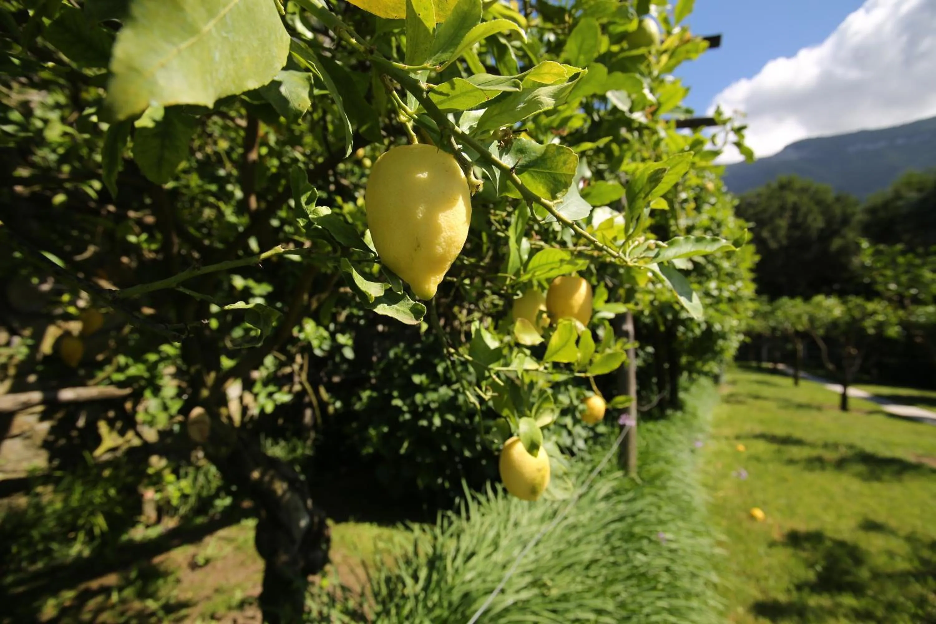 Garden in B&B Villa Catiè