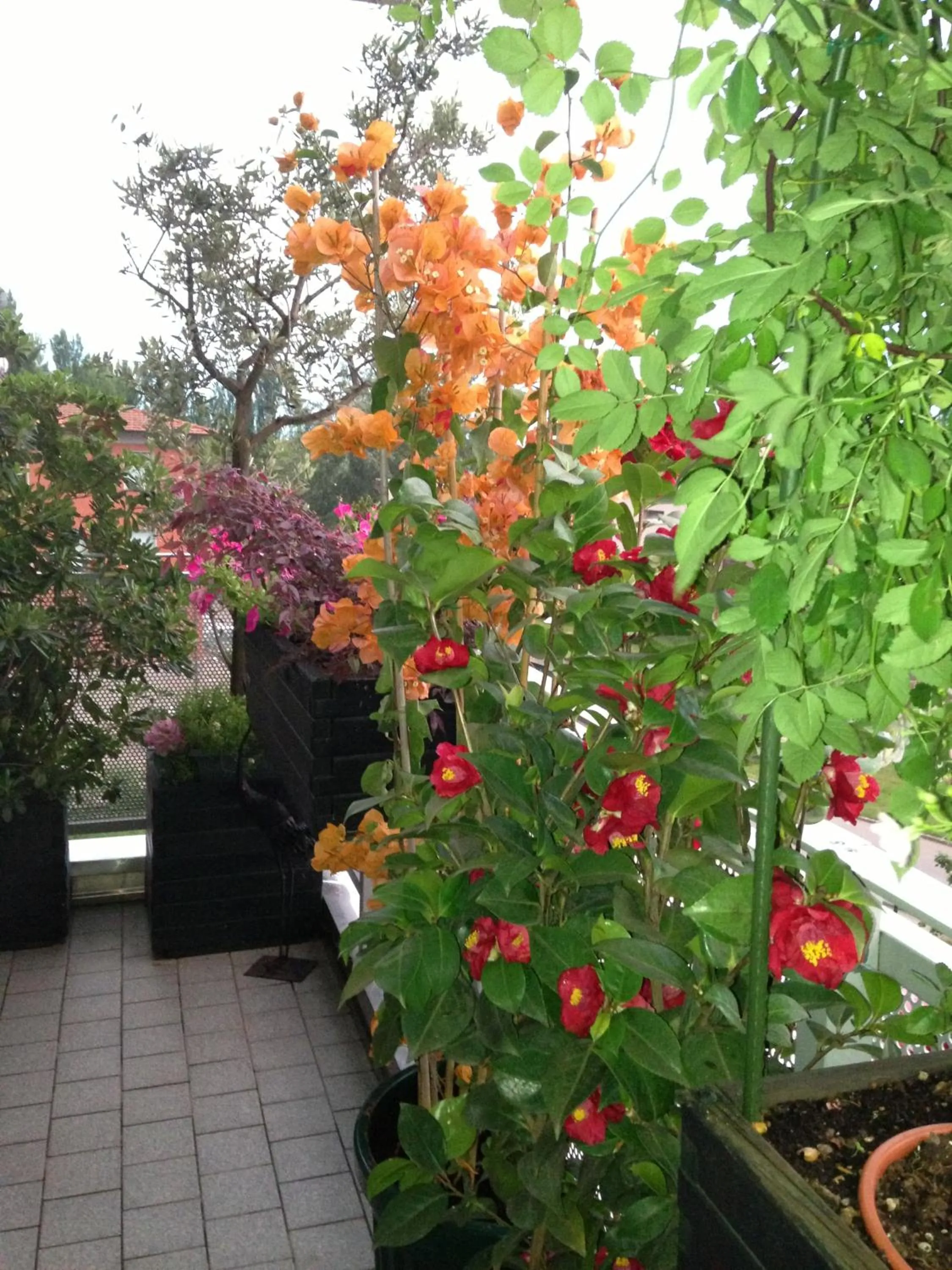 Balcony/Terrace in B&B Pitstop