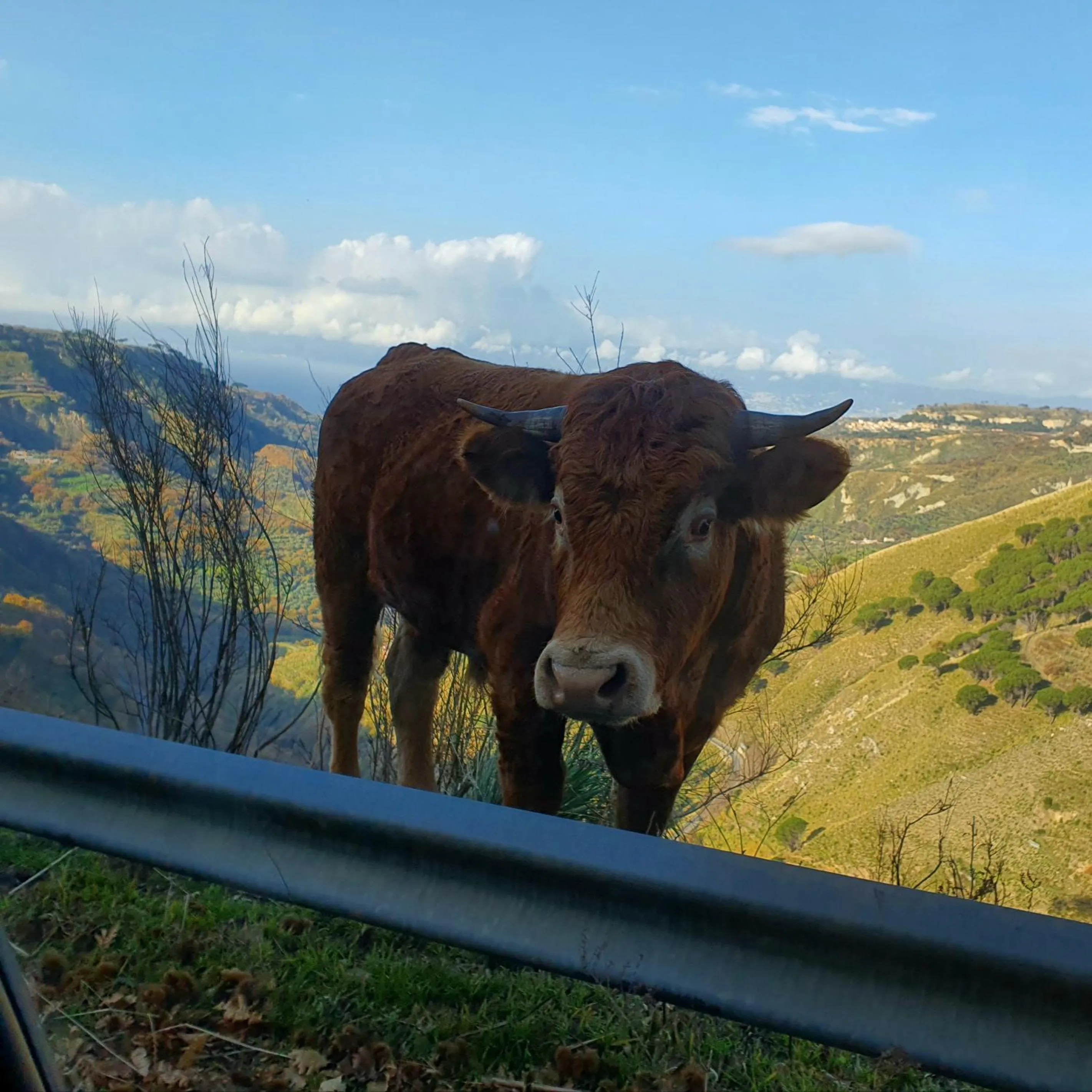 Animals in Park Hotel Bellavista