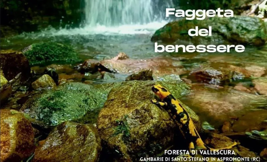 Natural landscape in Park Hotel Bellavista