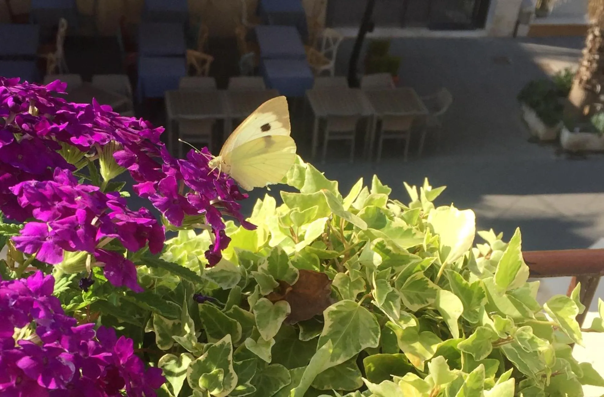 Animals in Barocchetto Romano