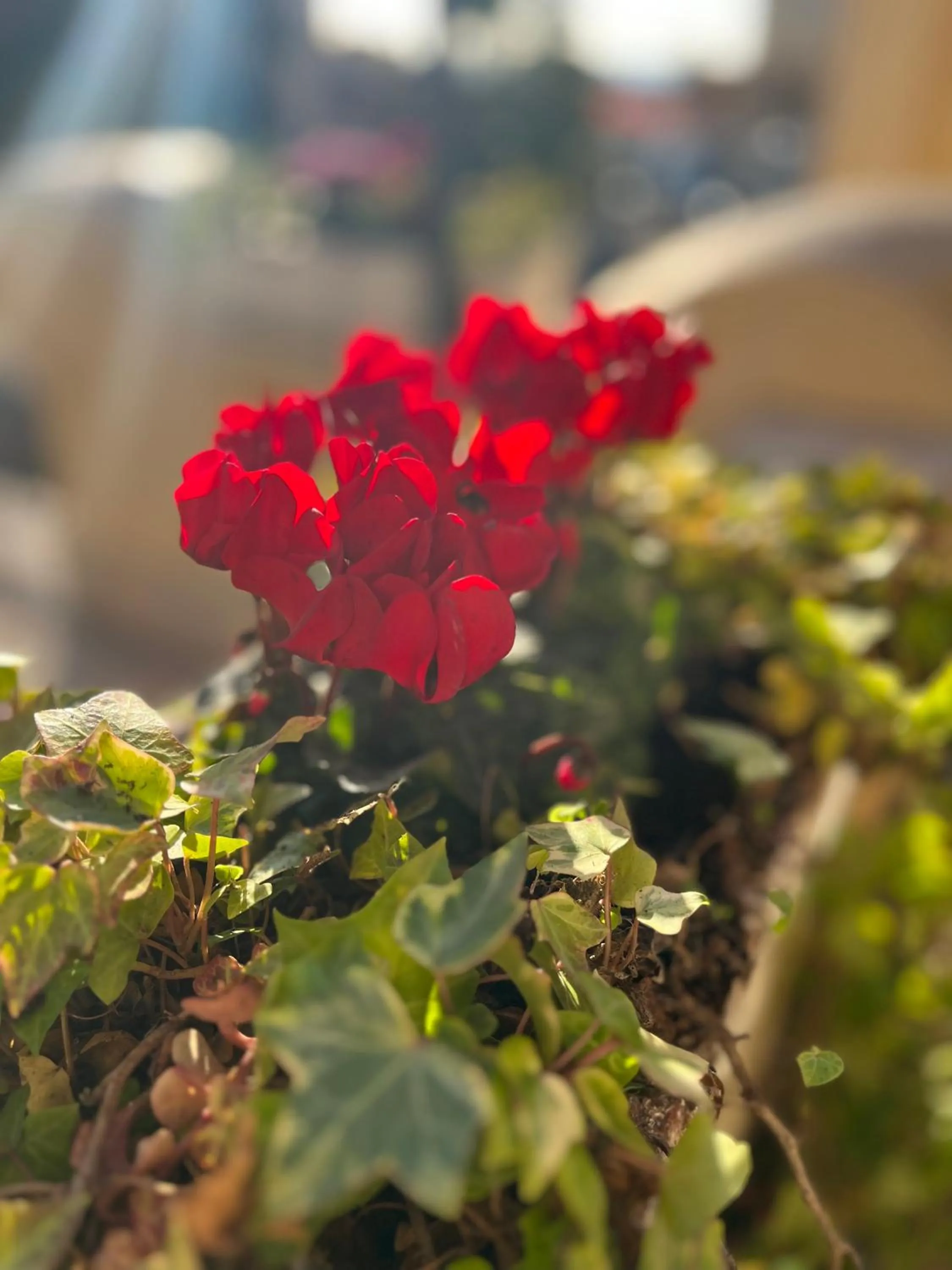 Spring in Barocchetto Romano
