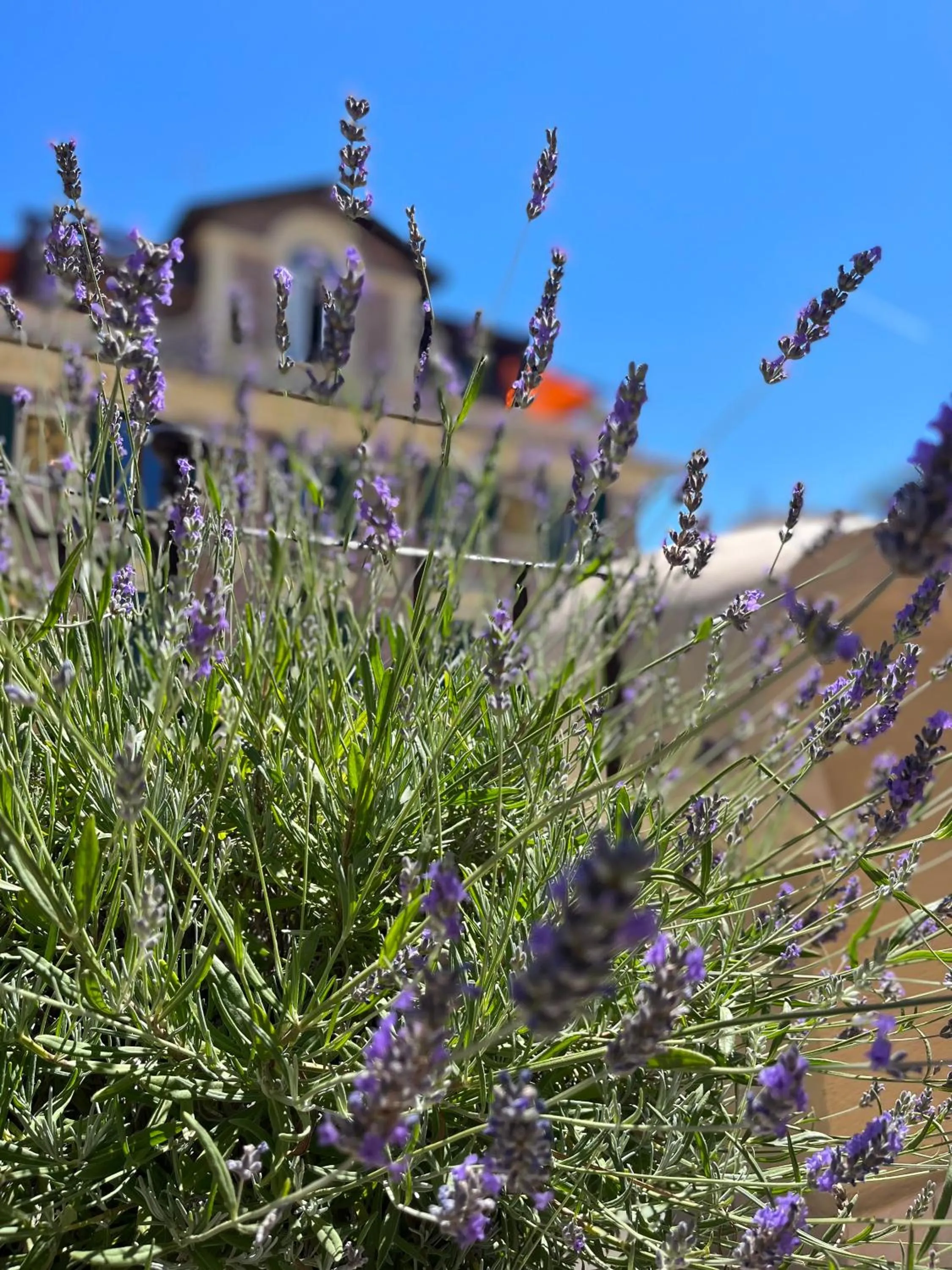 View (from property/room) in Barocchetto Romano