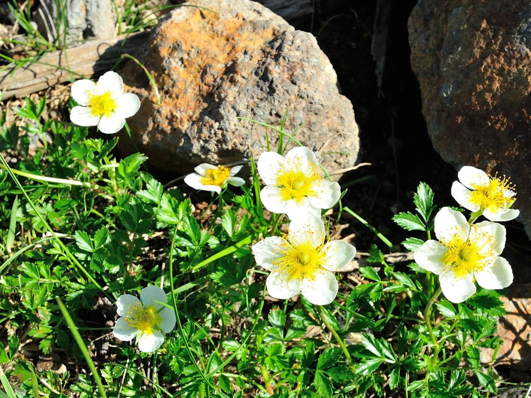 Natural landscape in Asahidake Onsen Hotel Deer Valley