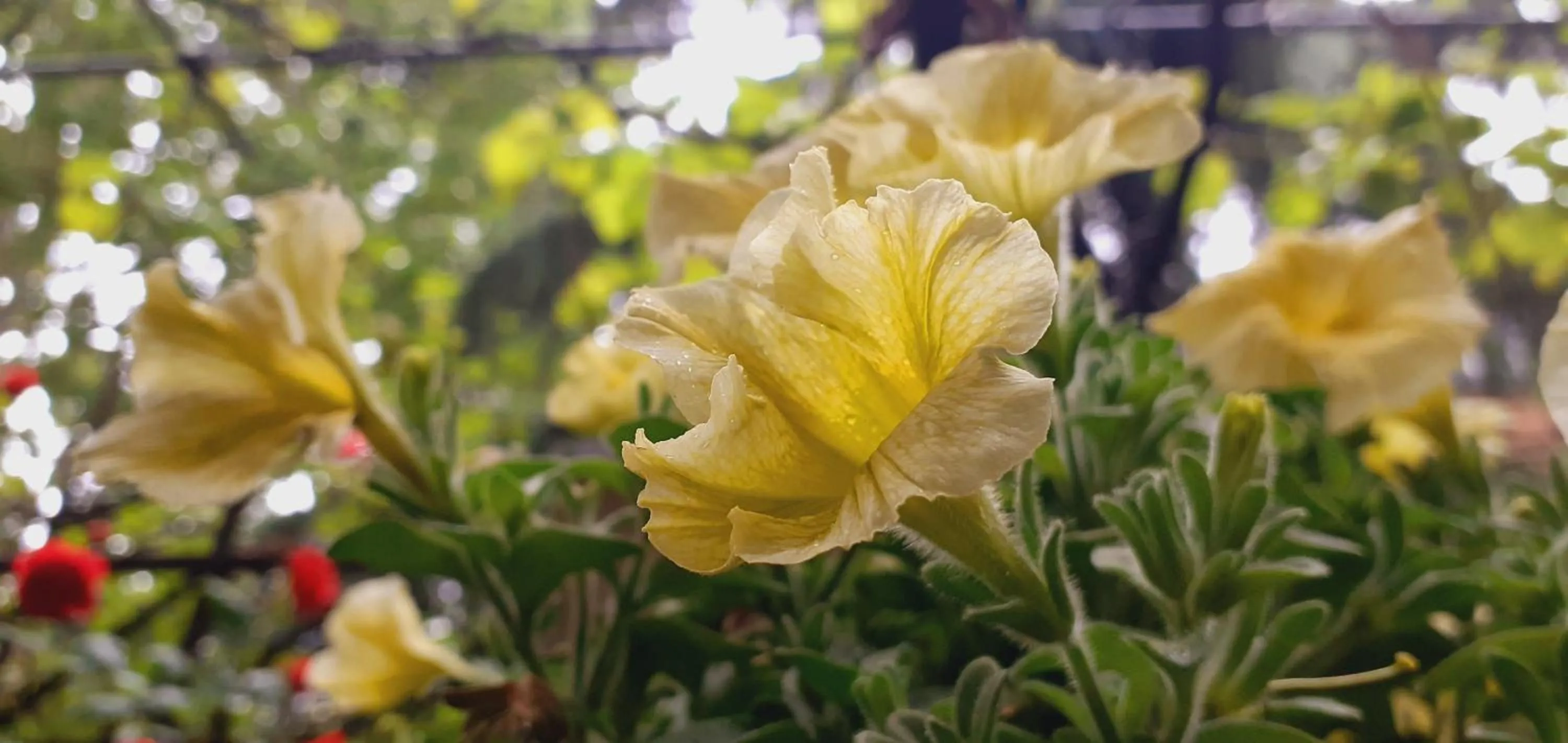 Spring in Iliani Hotel