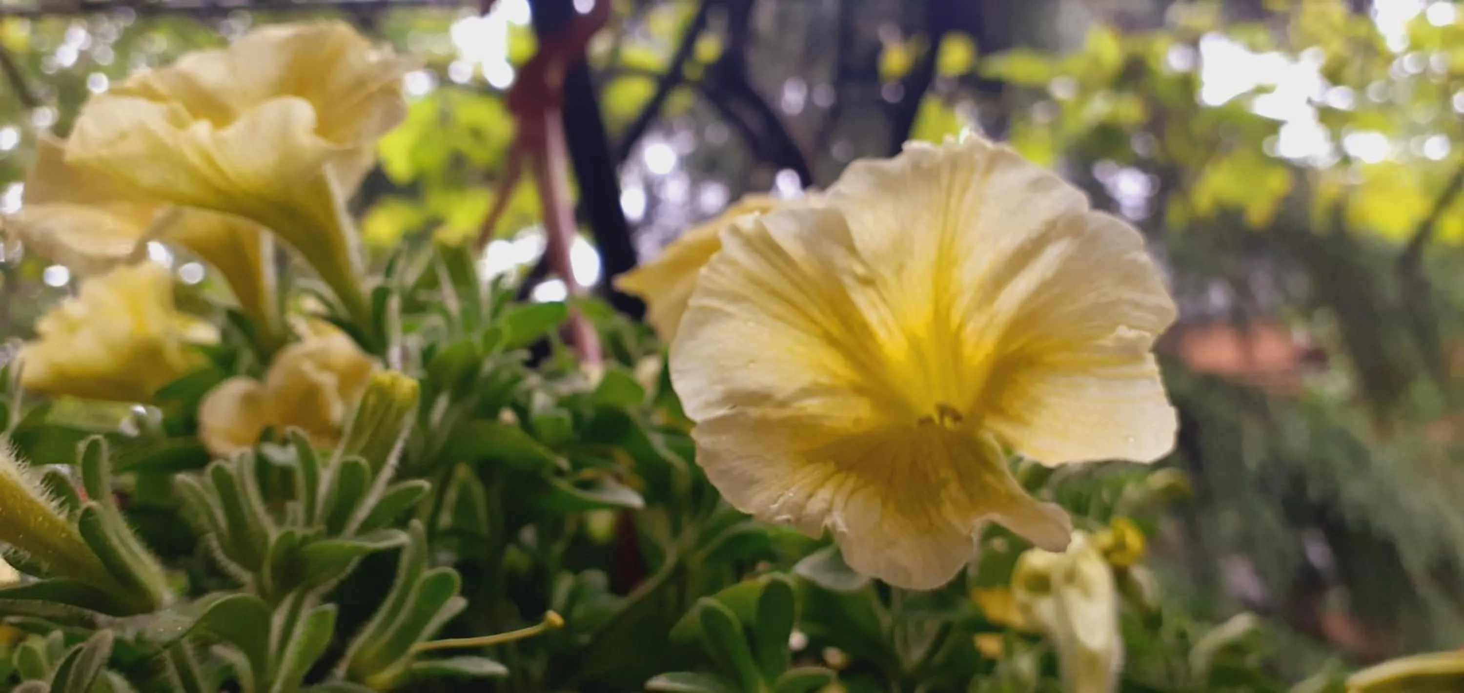 Spring in Iliani Hotel