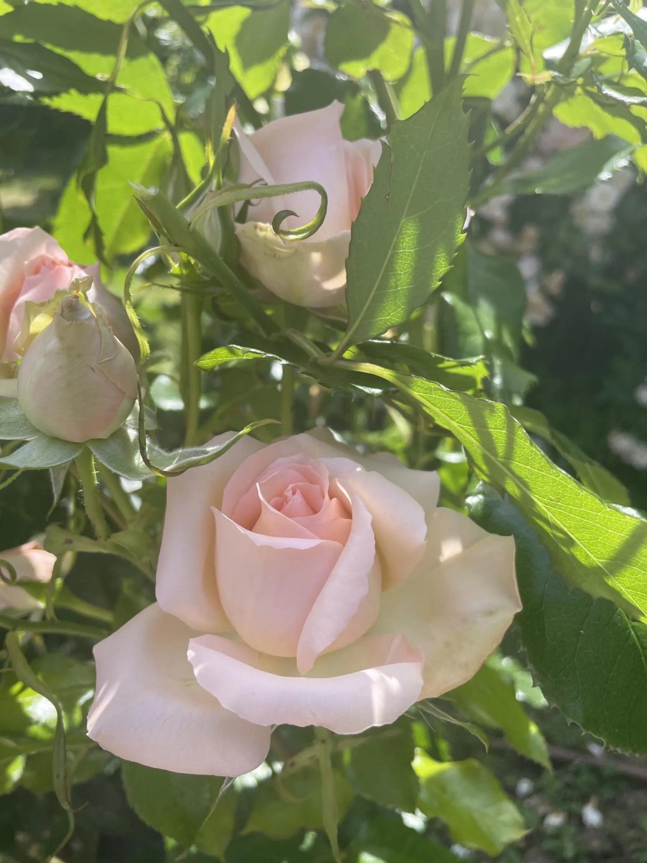 Garden in Villa Cassandre