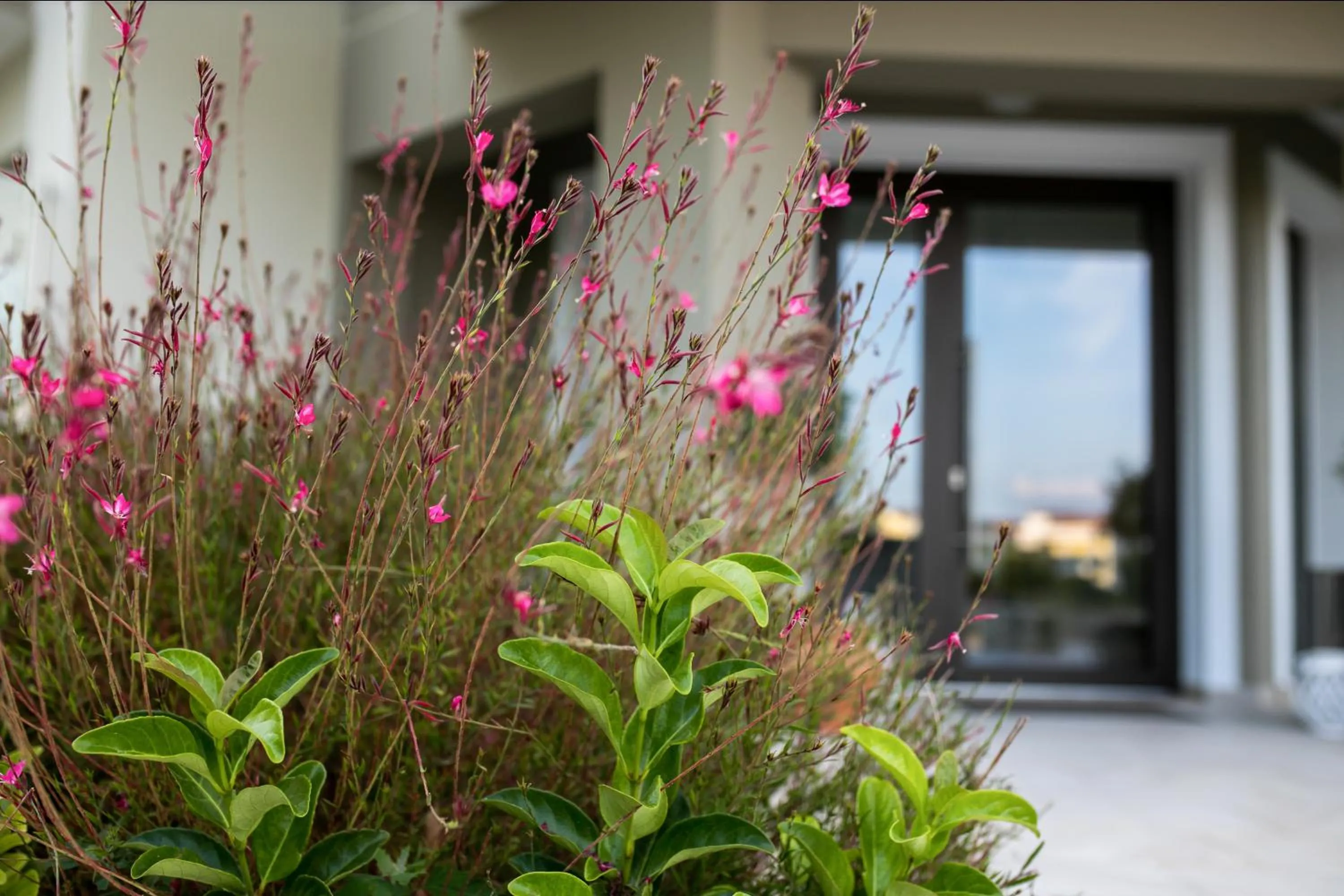 Garden view in Gmare