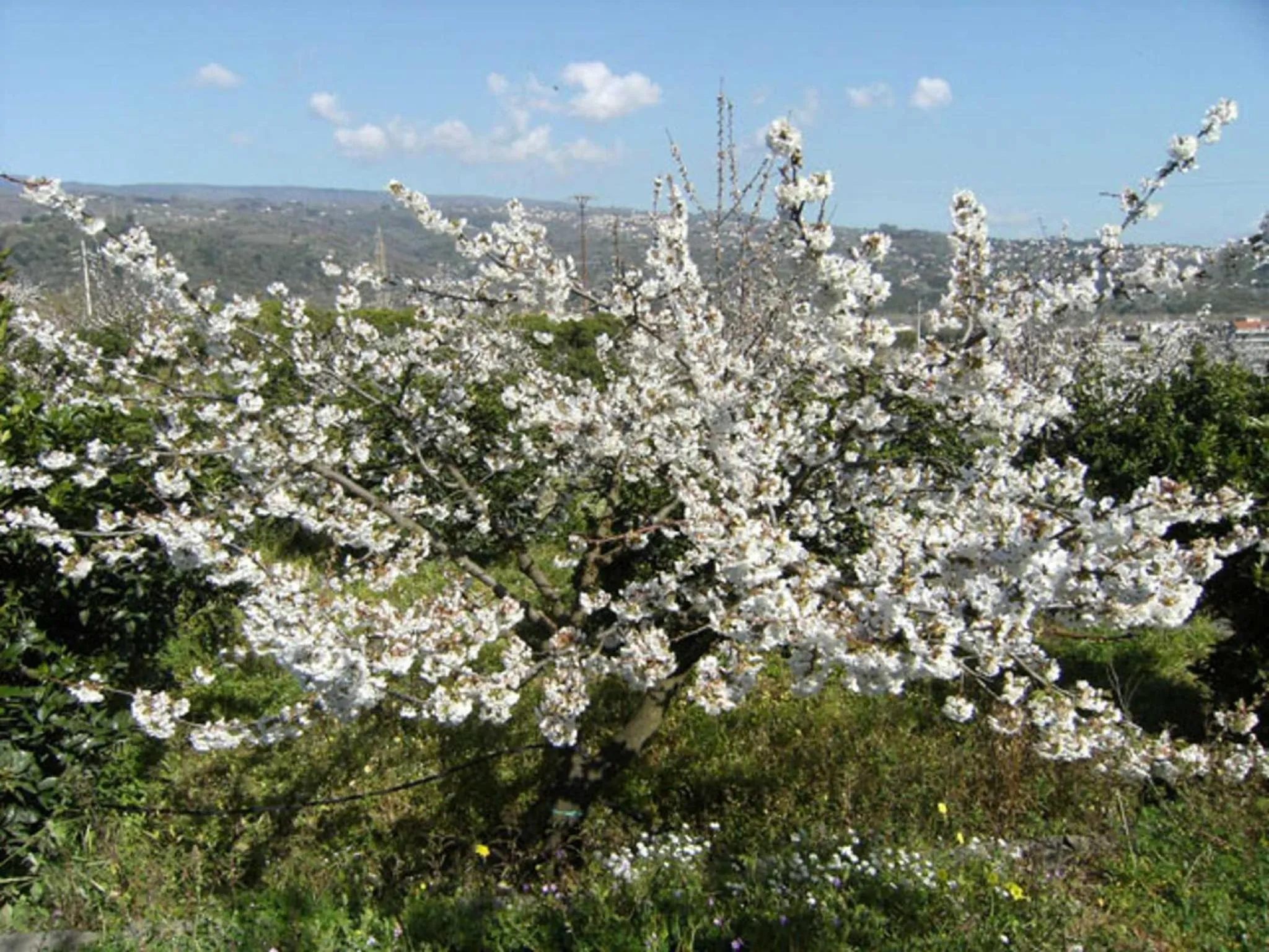 Facade/entrance in Baglio Delle Rose