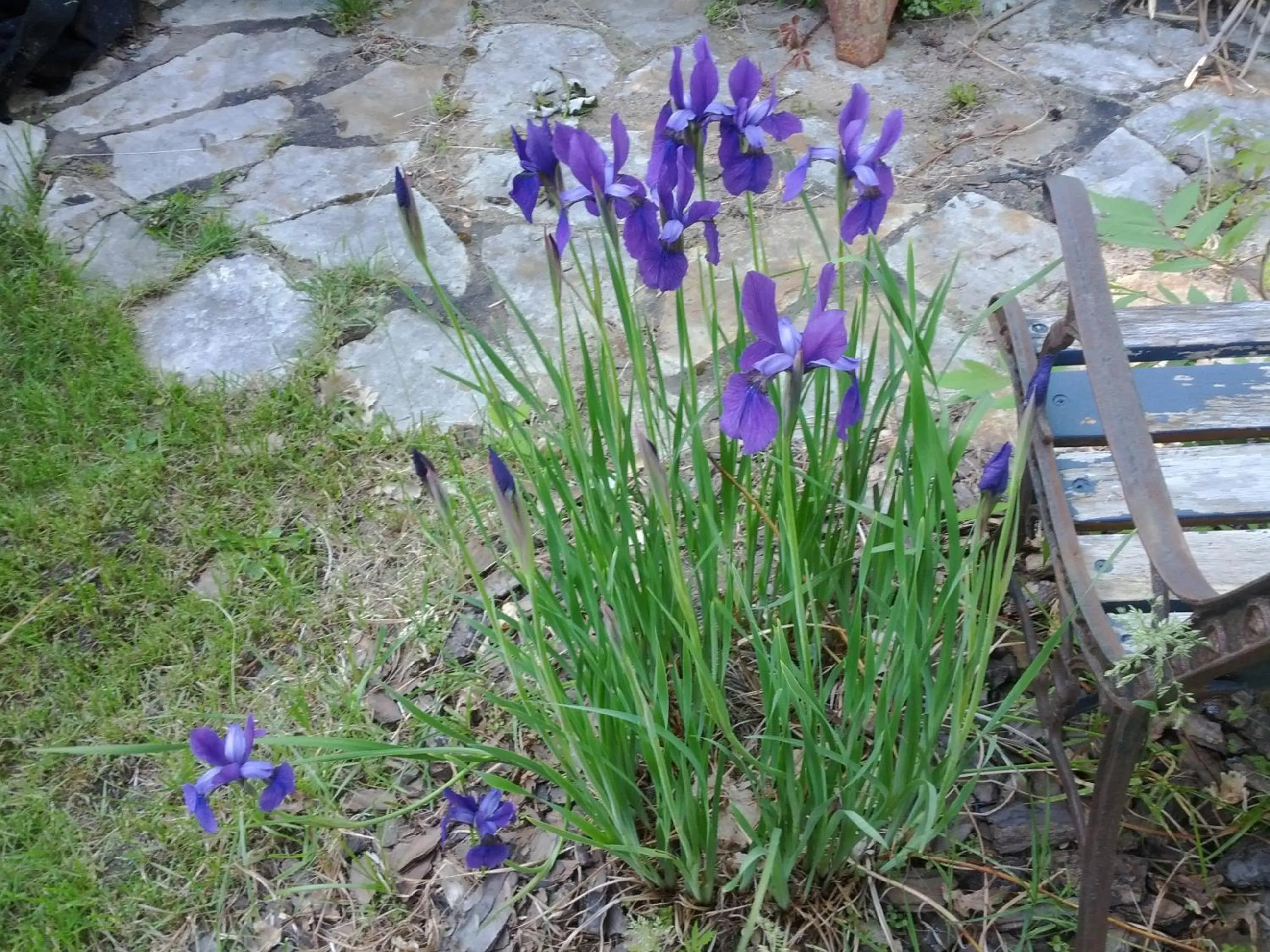 Garden in Motel Montgolfière JP
