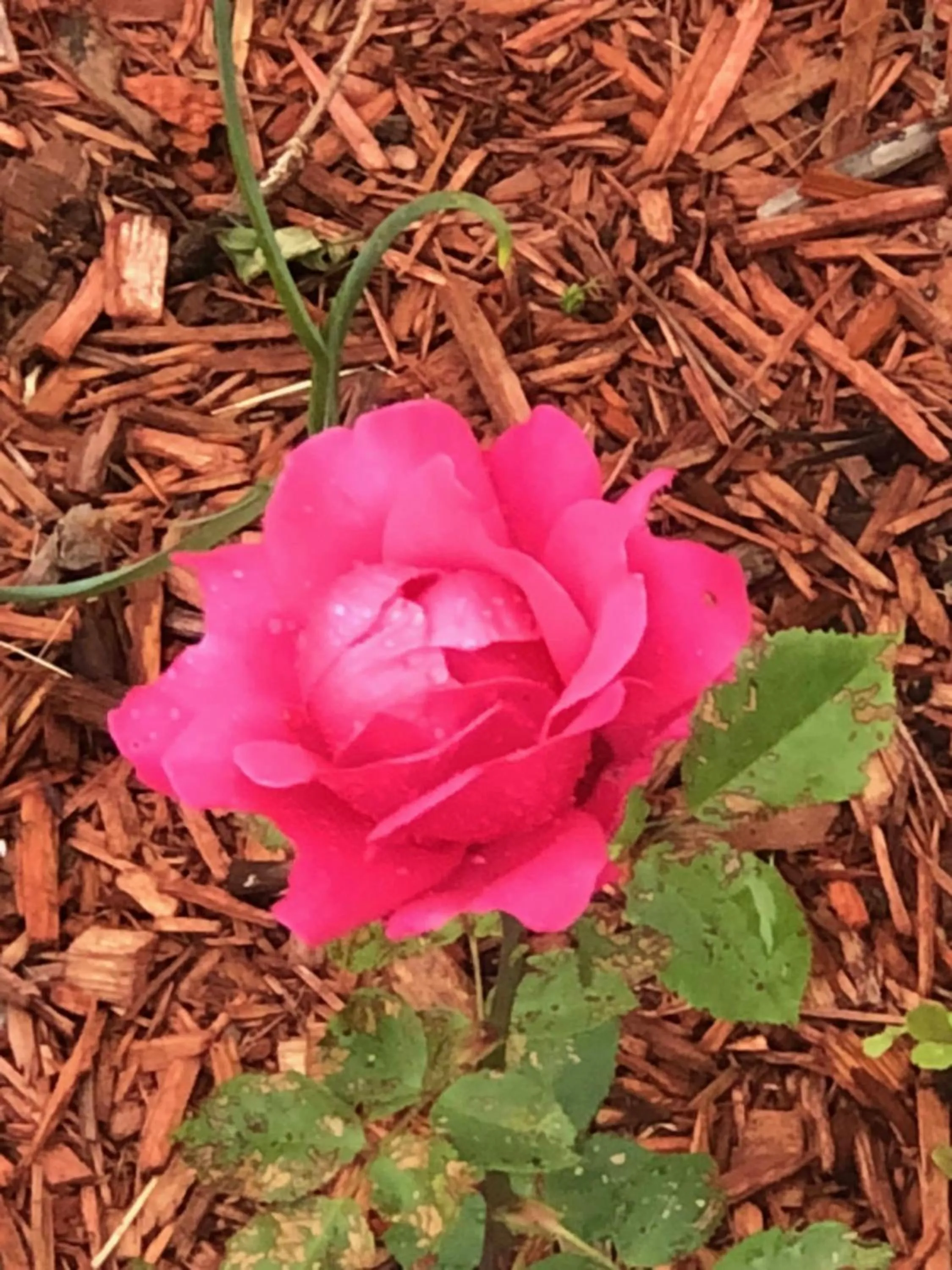 Garden in Antique Rose Inn Windham